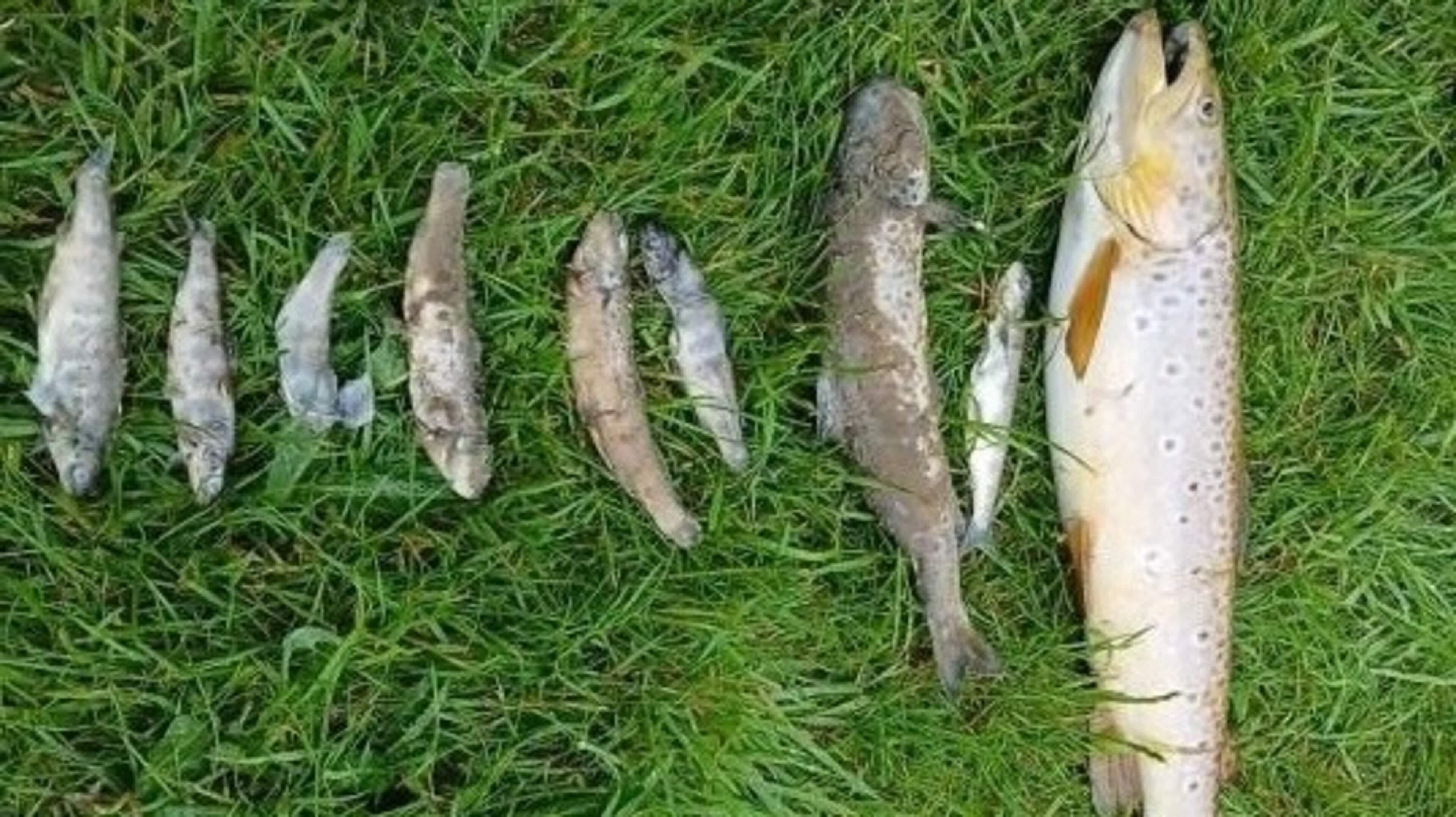 Investigation into Fish Kill in River Rye