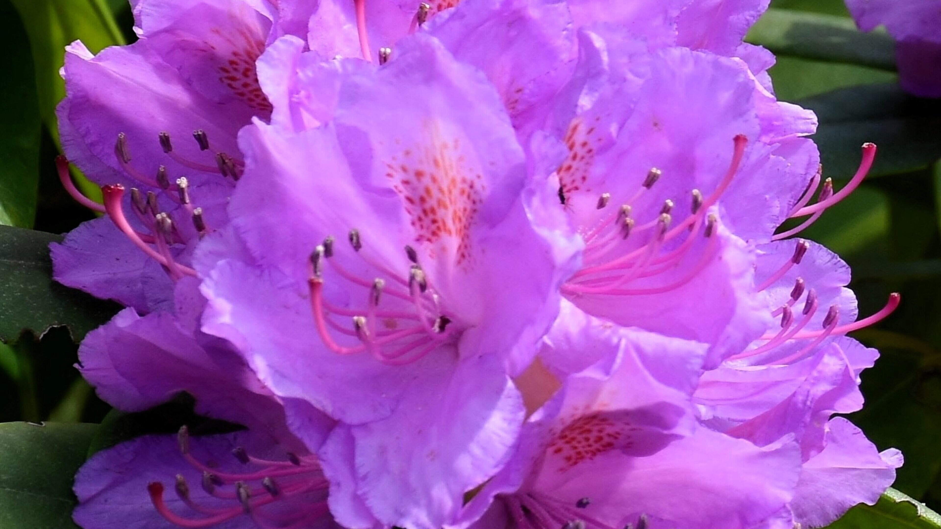 Invasive Species Threatens Irish Biodiversity
