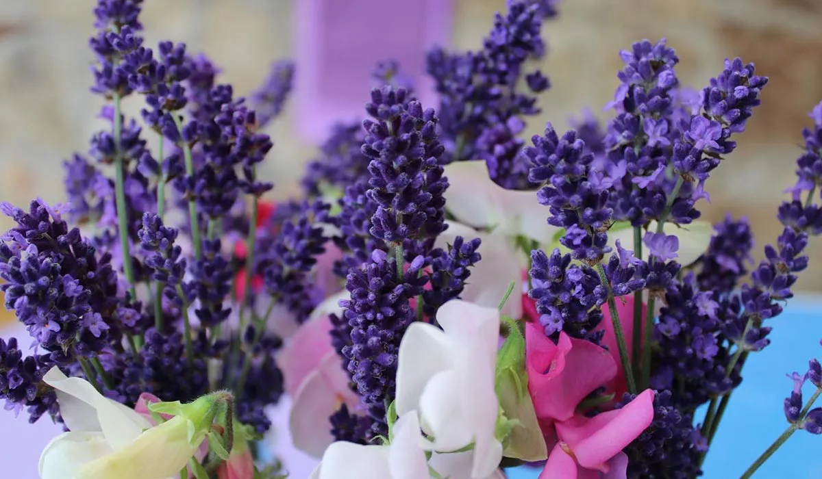 Wicklow's Lavender Sale Returns Every Weekend