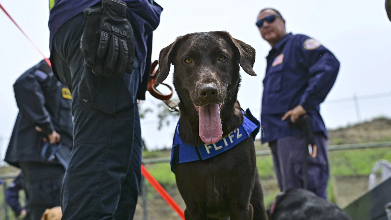 Four-legged rescuers lead way after Venezuela quakes