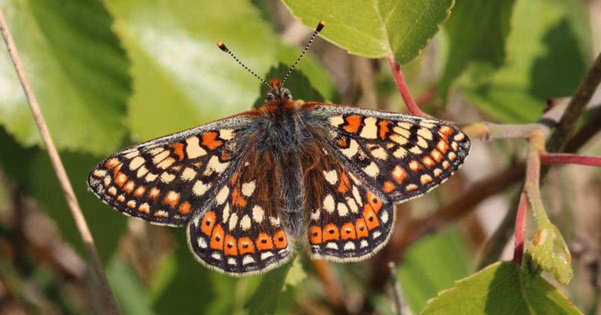 Butterflies in Ireland: Beauty and Importance