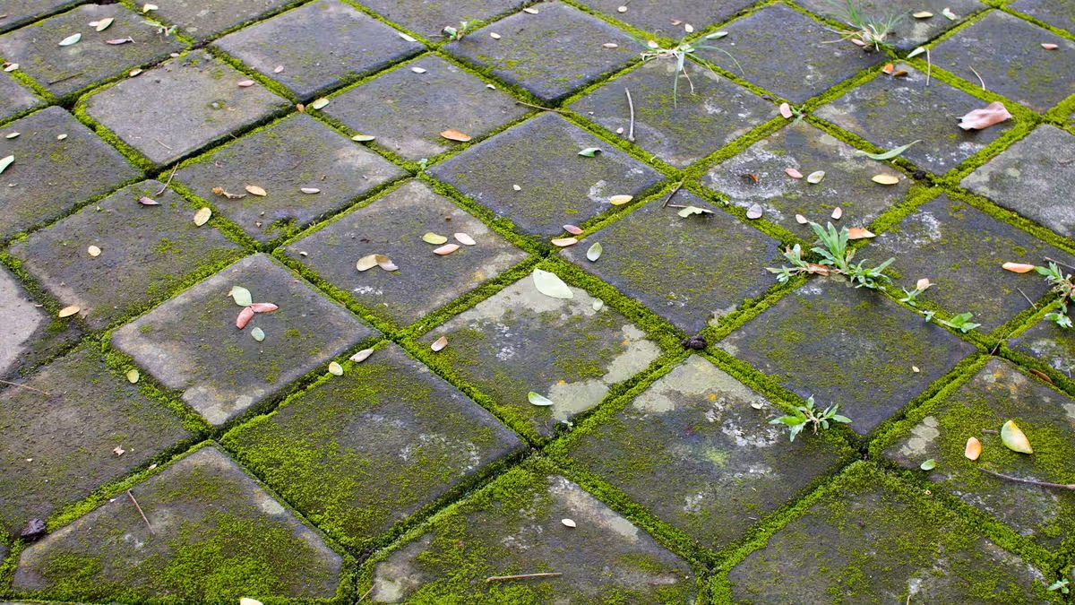 Simple Trick to Clean Patio Moss and Algae