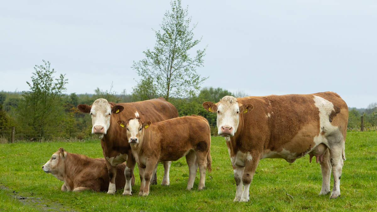 Beef Prices Surge in Ireland Boosting Farm Incomes