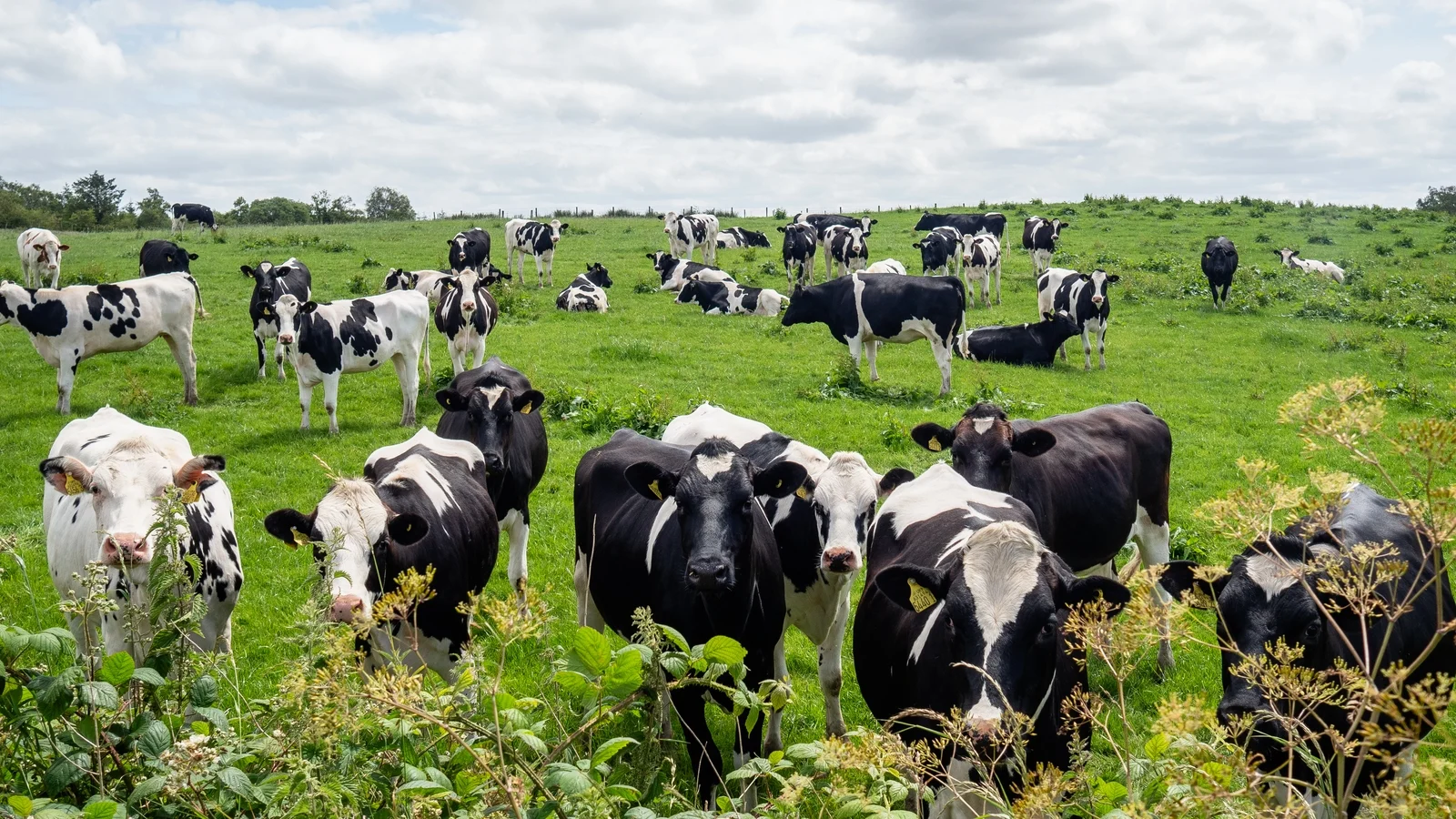 Farm Incomes Rise 49% to €53,800 in 2025