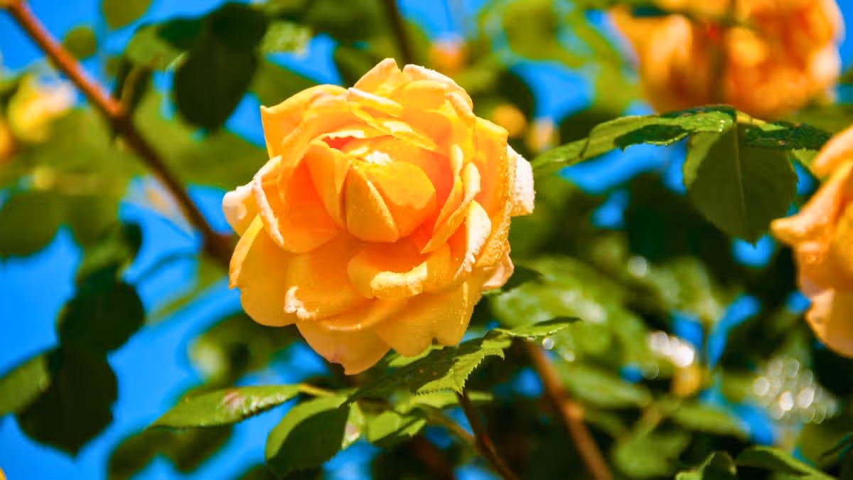 July Rose Care Tips for Disease Prevention