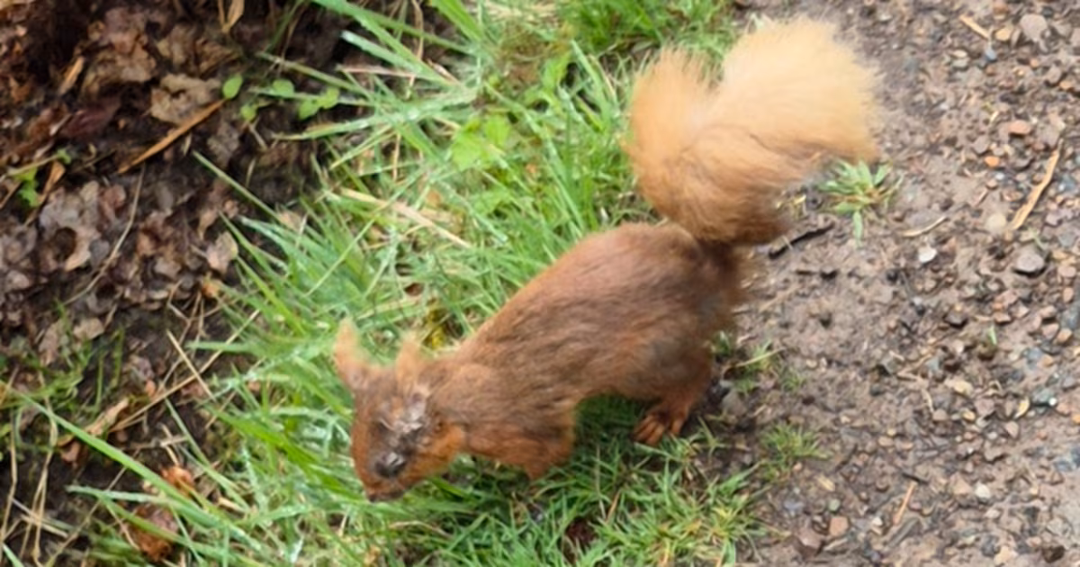 Deadly squirrelpox confirmed in Scottish red squirrels