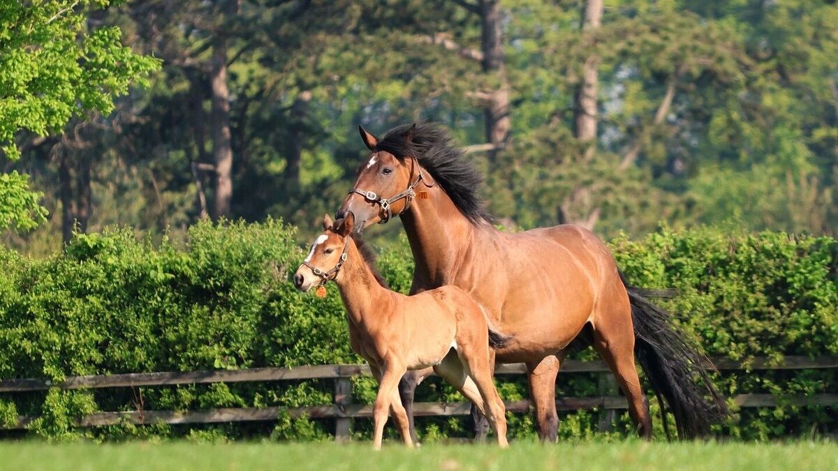 Irish National Stud Reduces Losses to €1.5 Million