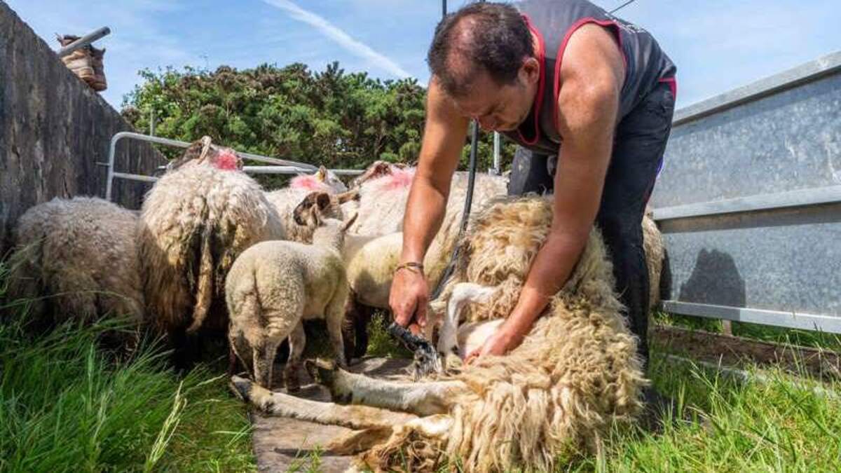 Farmers May Get Subsidies for Sick Leave