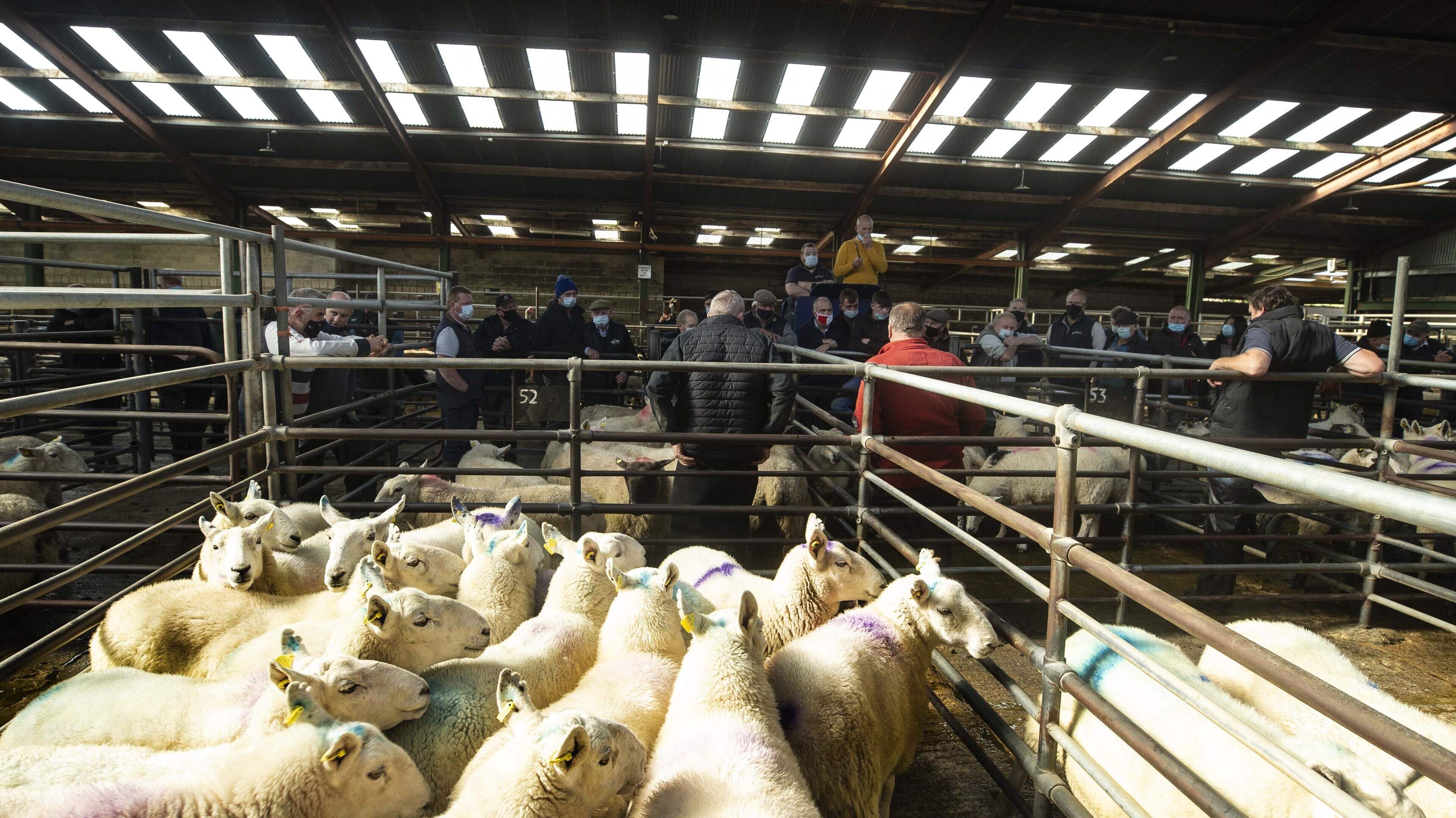 Sheep Prices Stable Amid Cuts