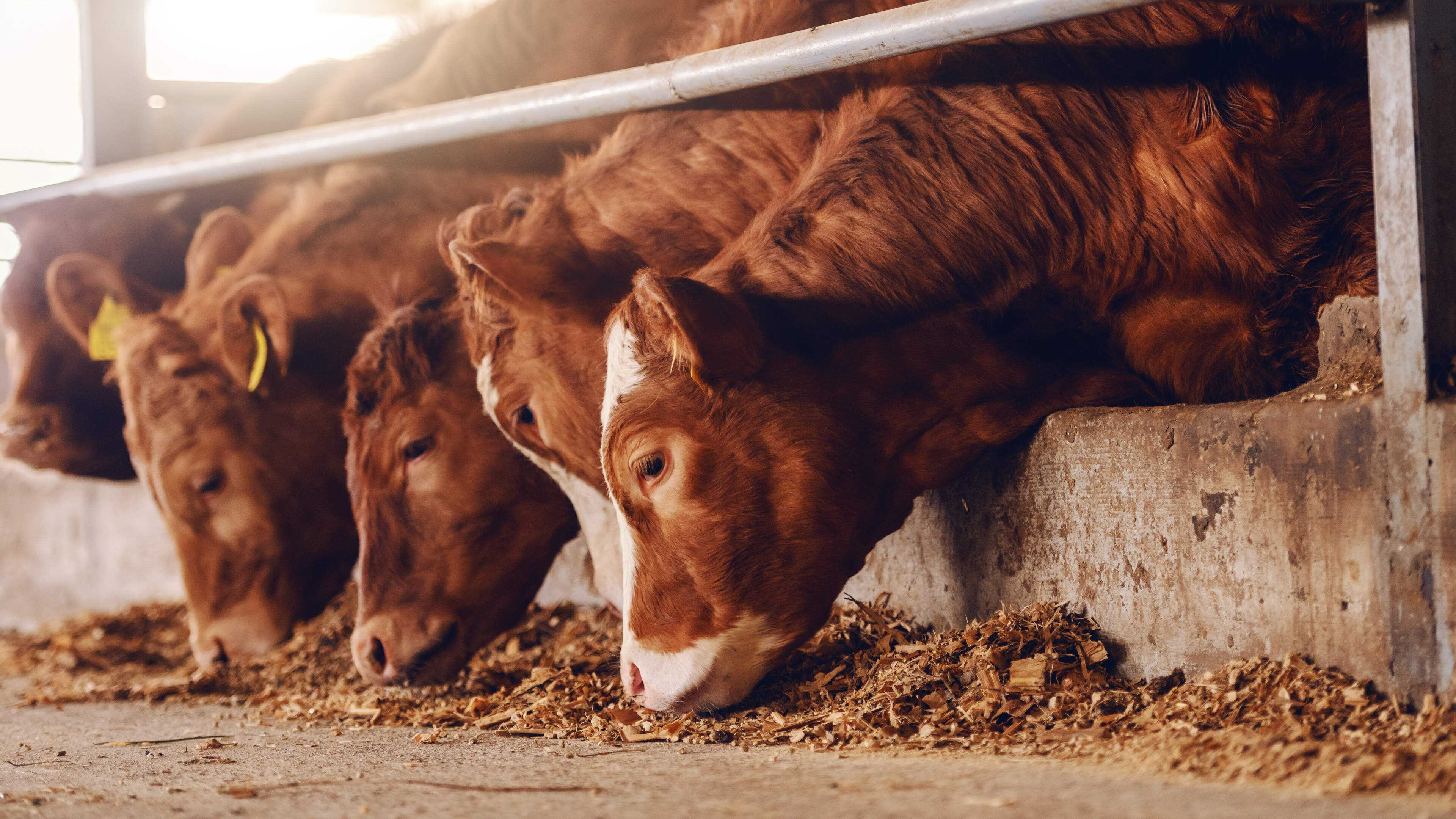 EU Aims to Boost Domestic Protein Feed Production
