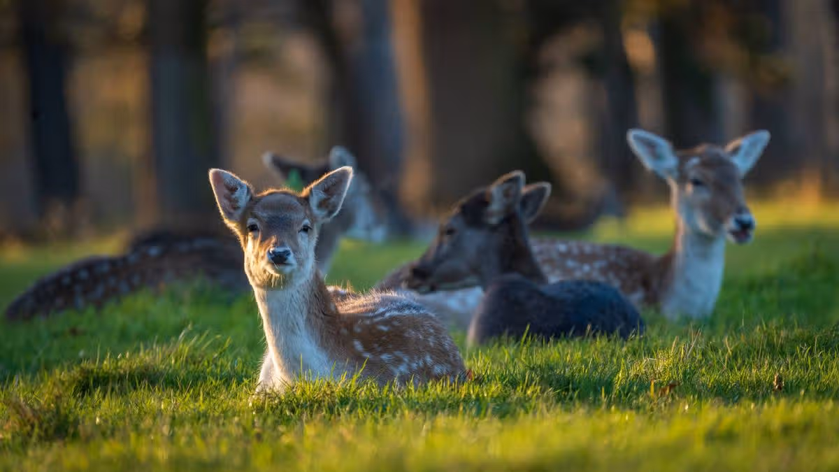 Furry Glen: A Scenic Walk in Dublin