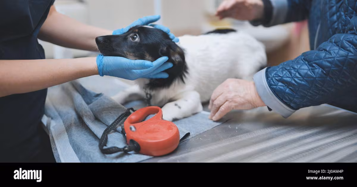 Vet Firms Face Independent Regulation Under New Proposals