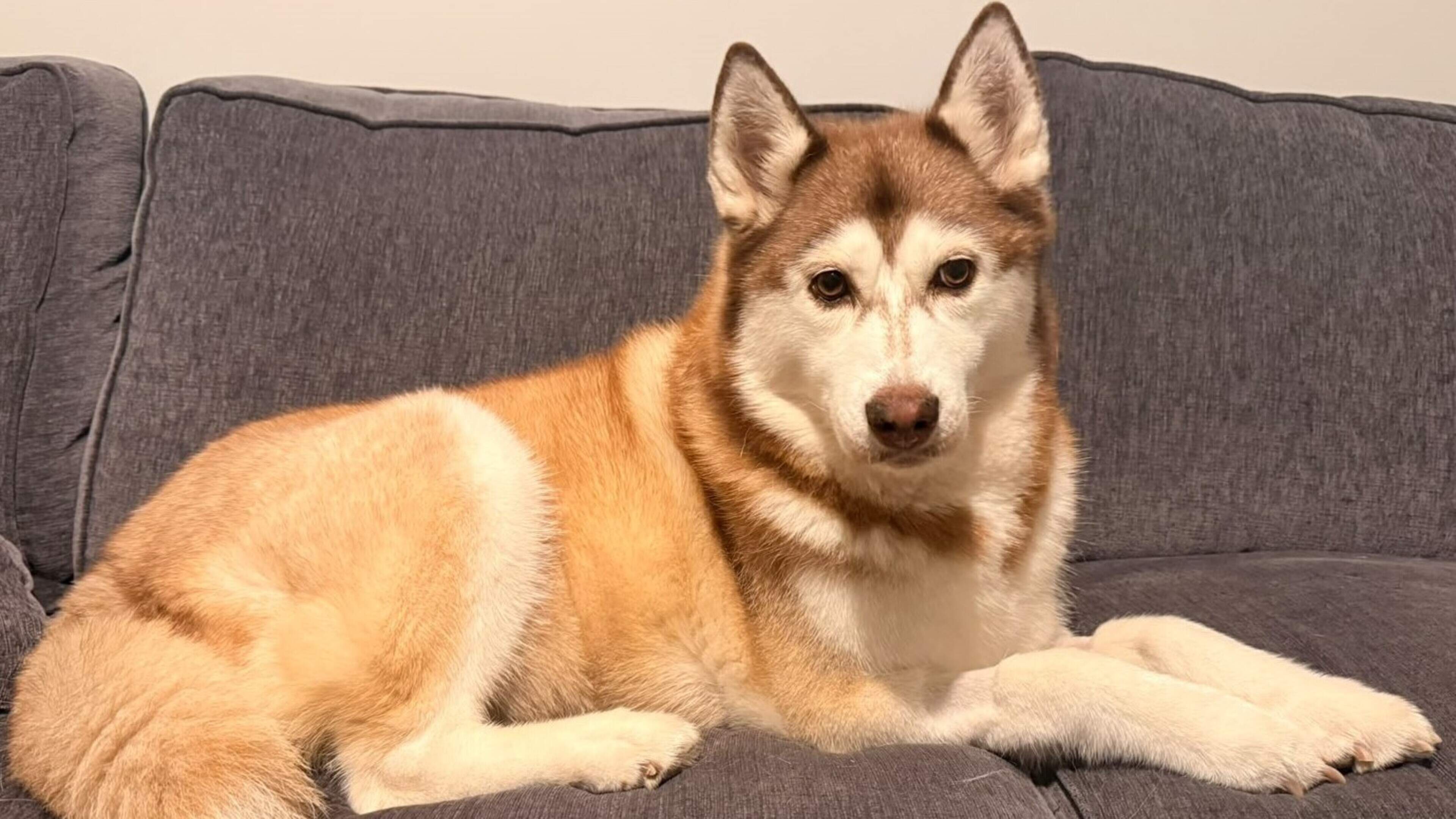 Couple Fundraises for Husky's Cancer Treatment