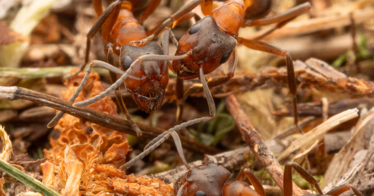 Ant Colony Discovered on Balmoral Estate