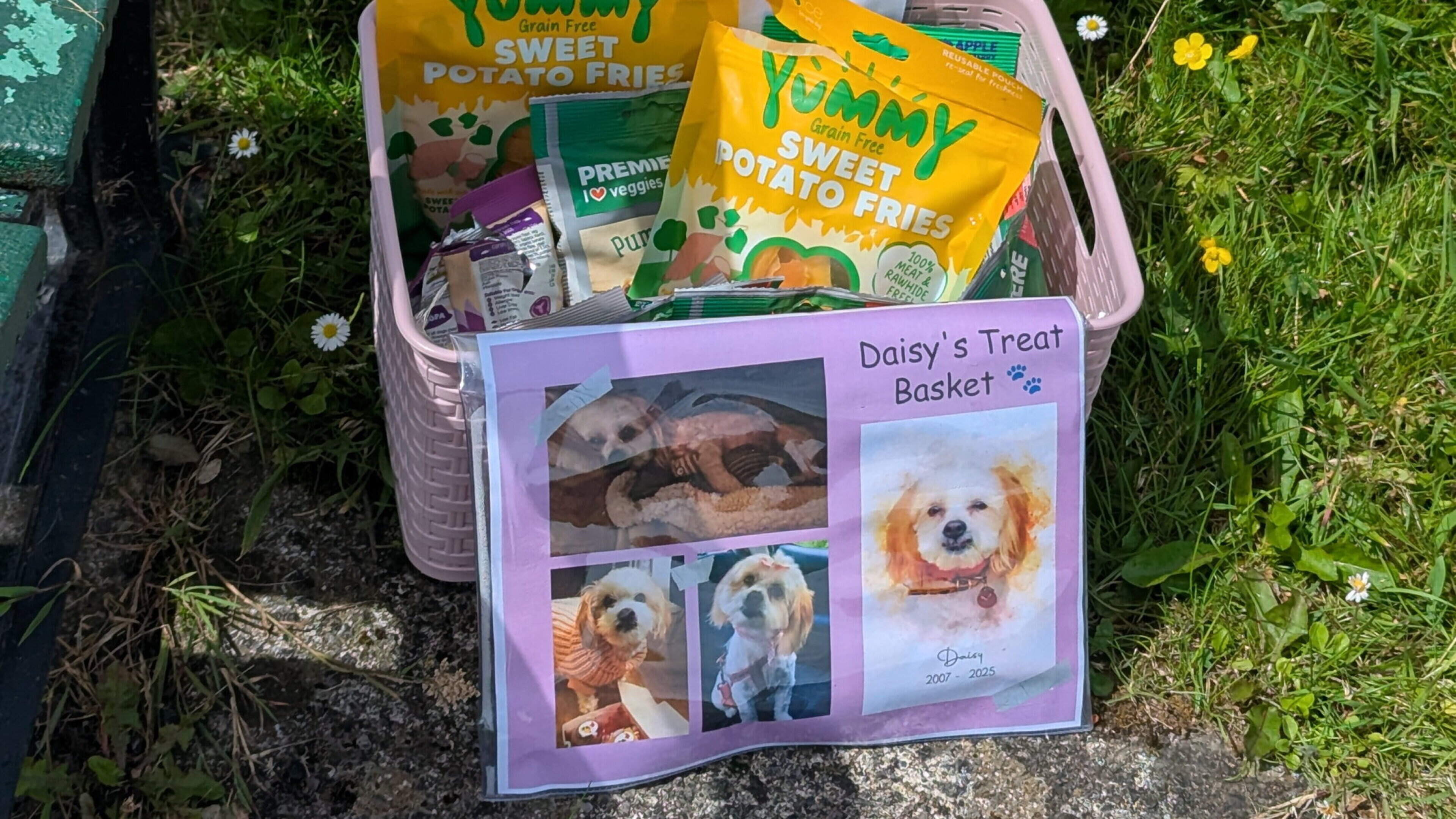 Tribute to Dog Daisy Found at Tralee Bay