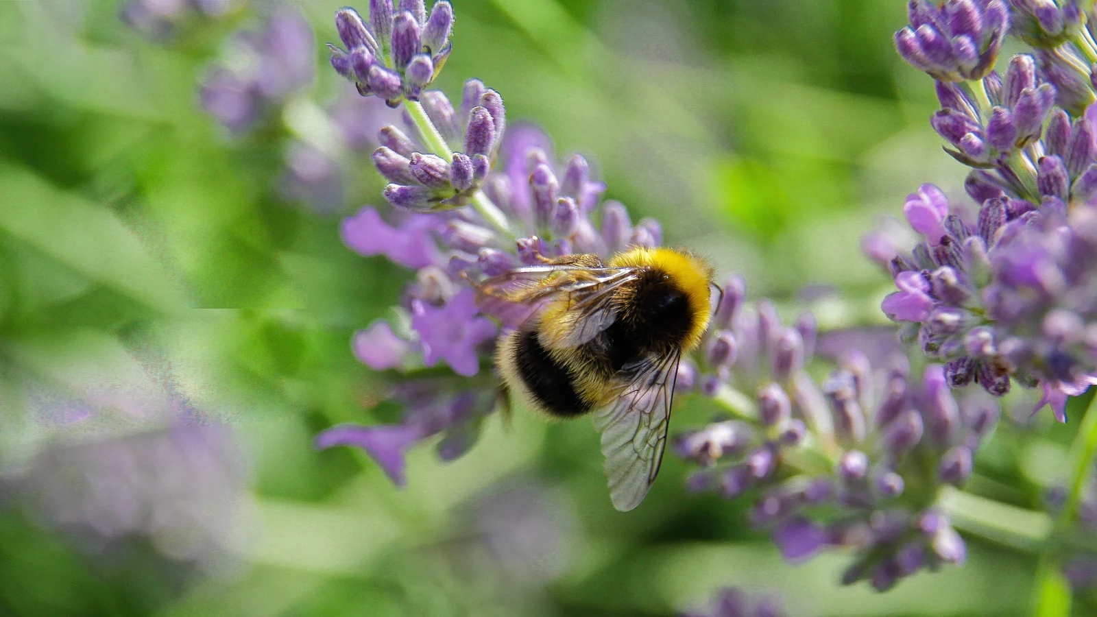 New Strategy Launched to Protect Pollinators in Ireland
