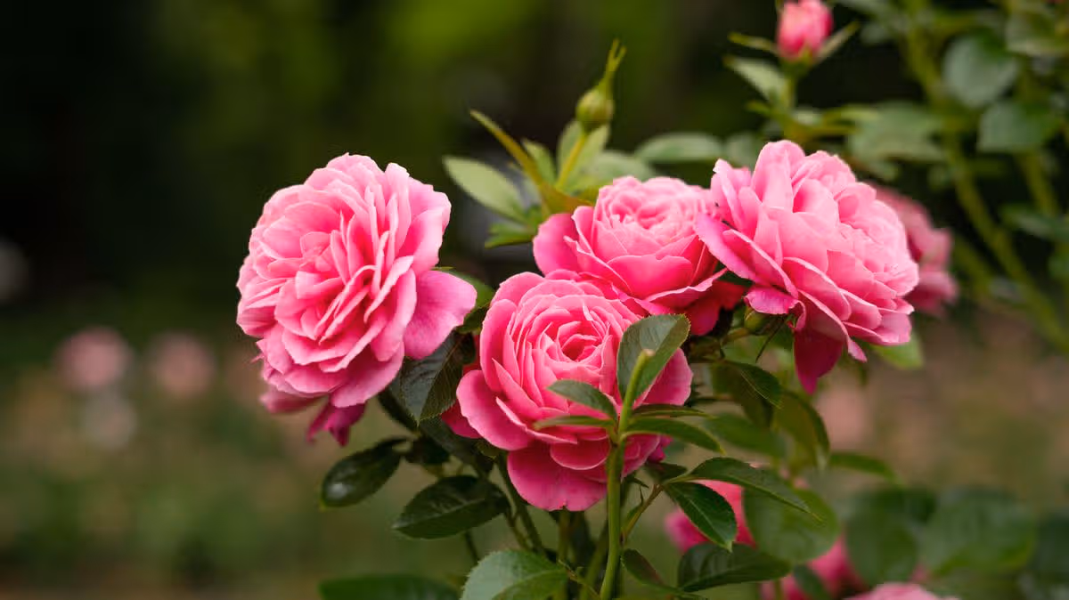 Best Natural Mulch for Thriving Roses
