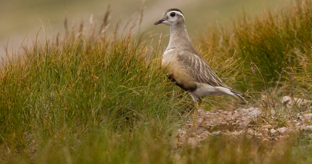 UK's Dotterel Bird Faces Extinction Due to Climate Change