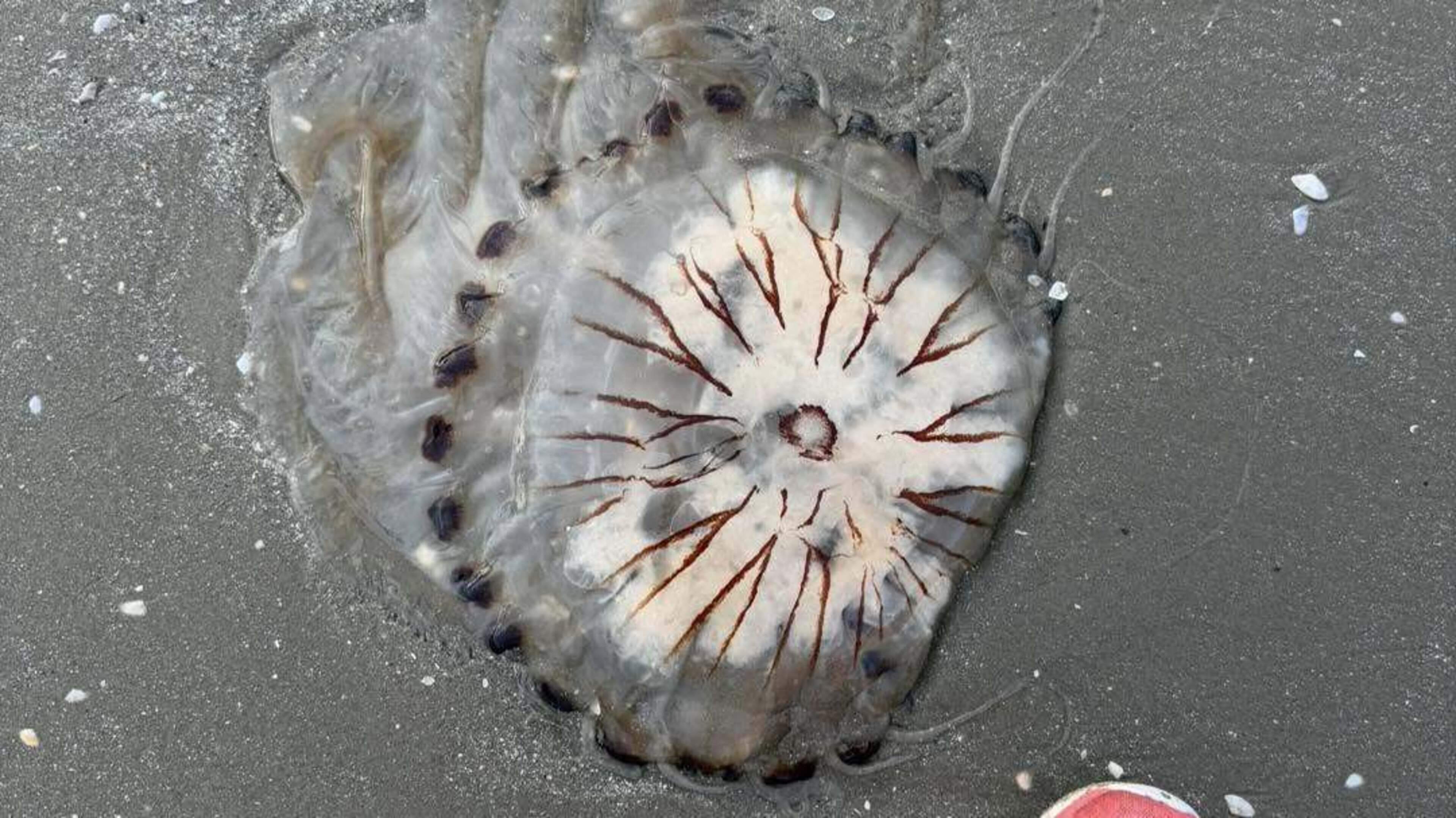 Warnings Issued About Jellyfish Along Irish Coast
