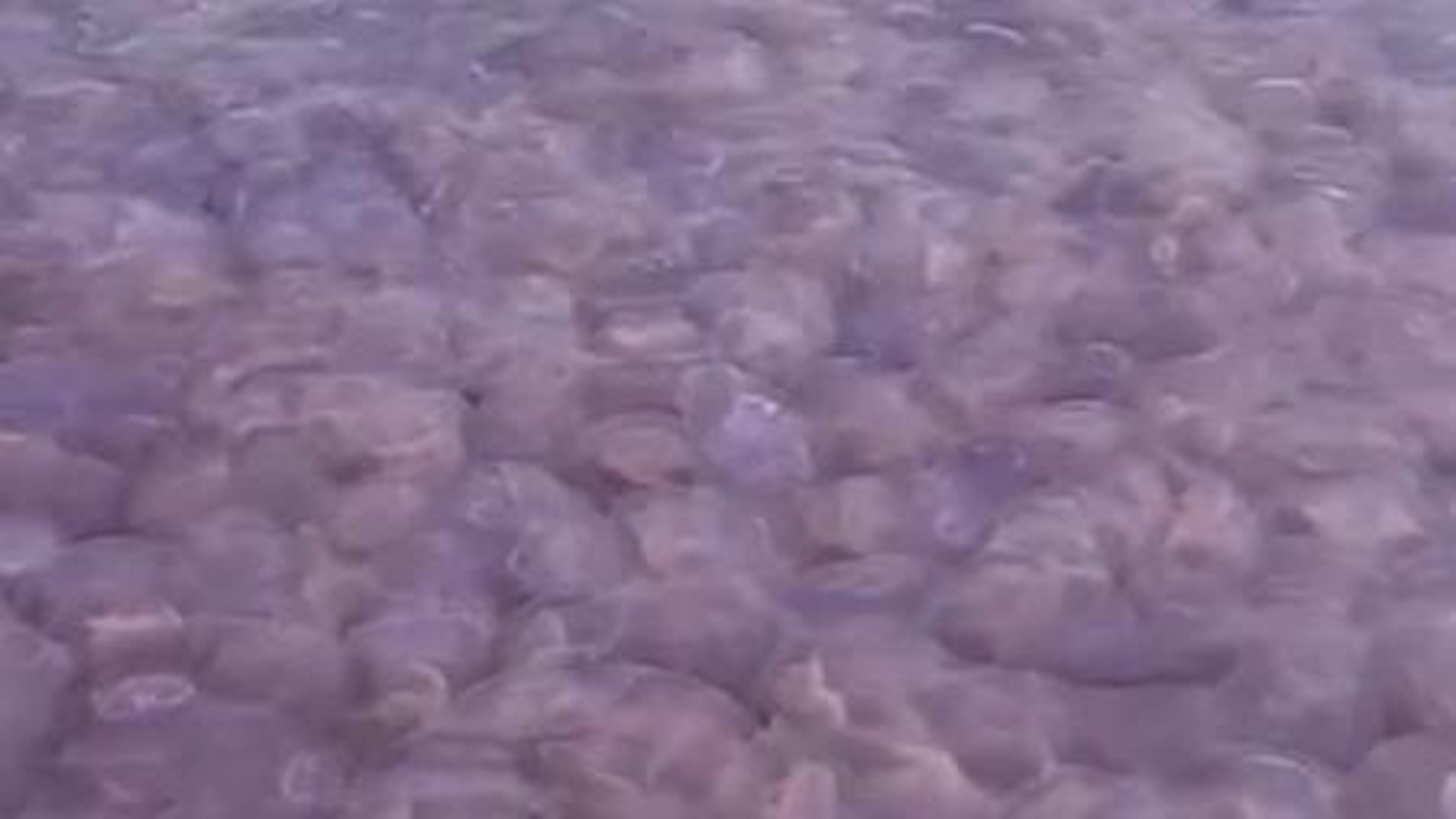 Heatwave in Waterford Causes Jellyfish Bloom