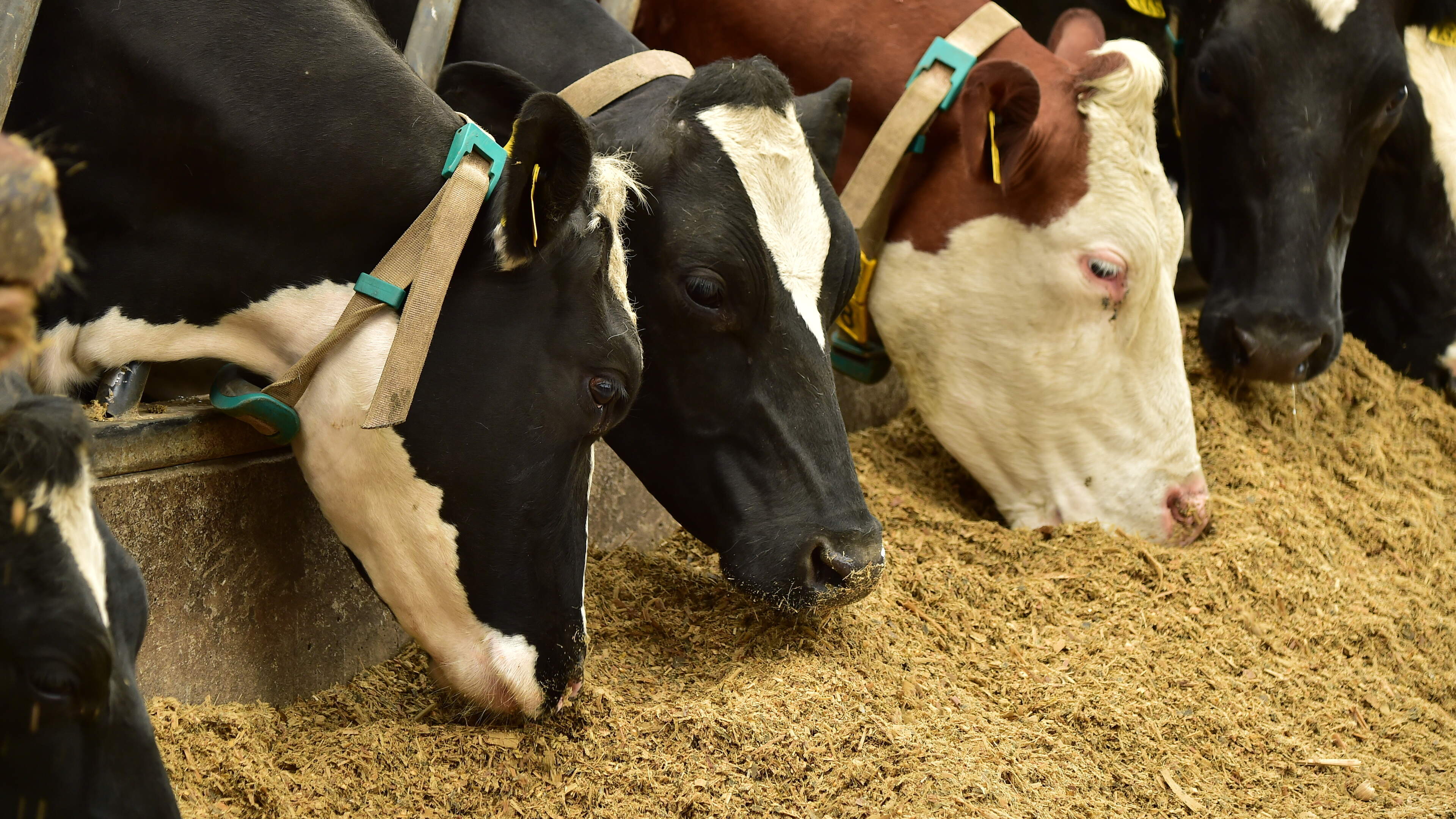 Irish Grain Prioritized in Dairy Feeds