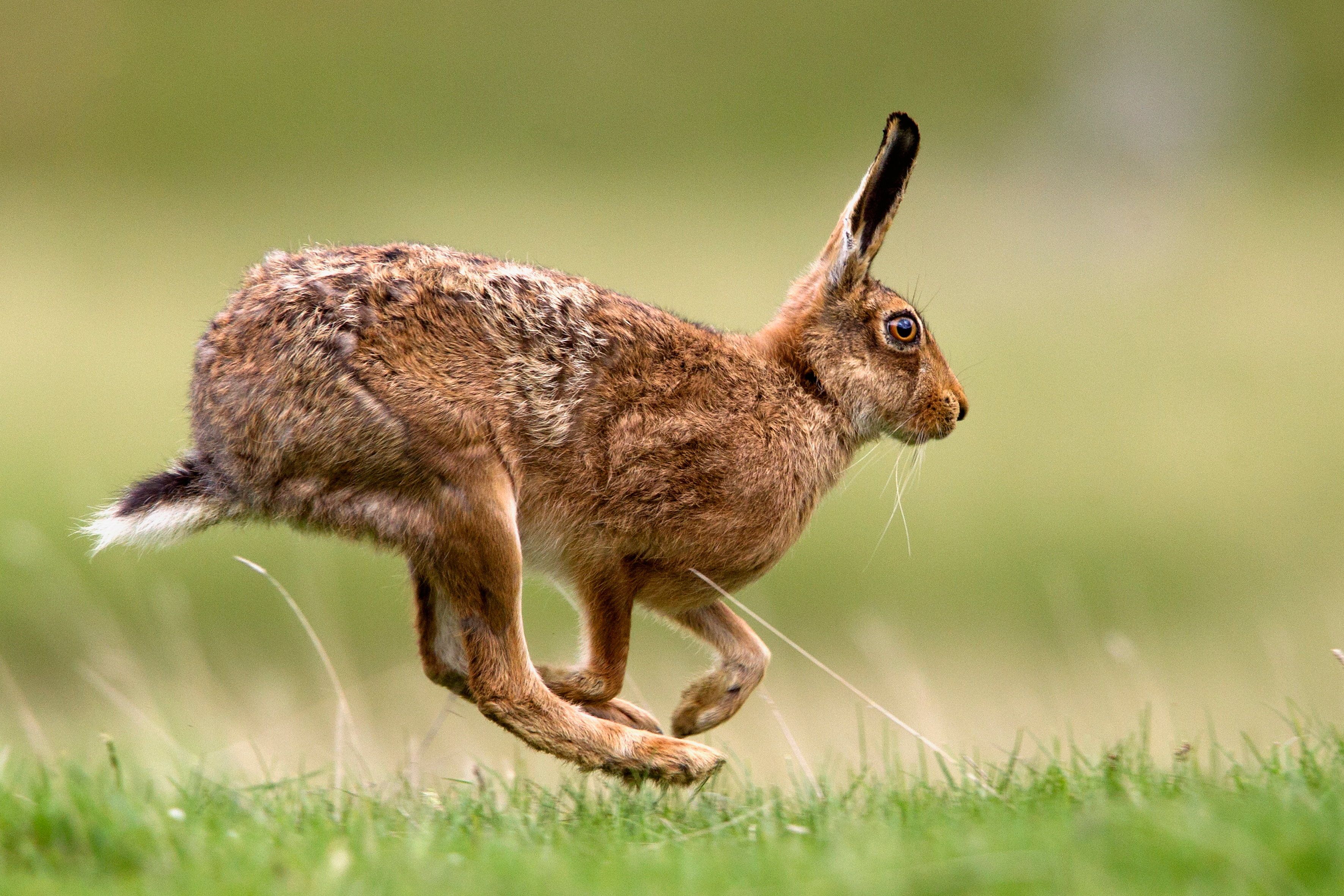 Senator Defends Hare Coursing Tradition