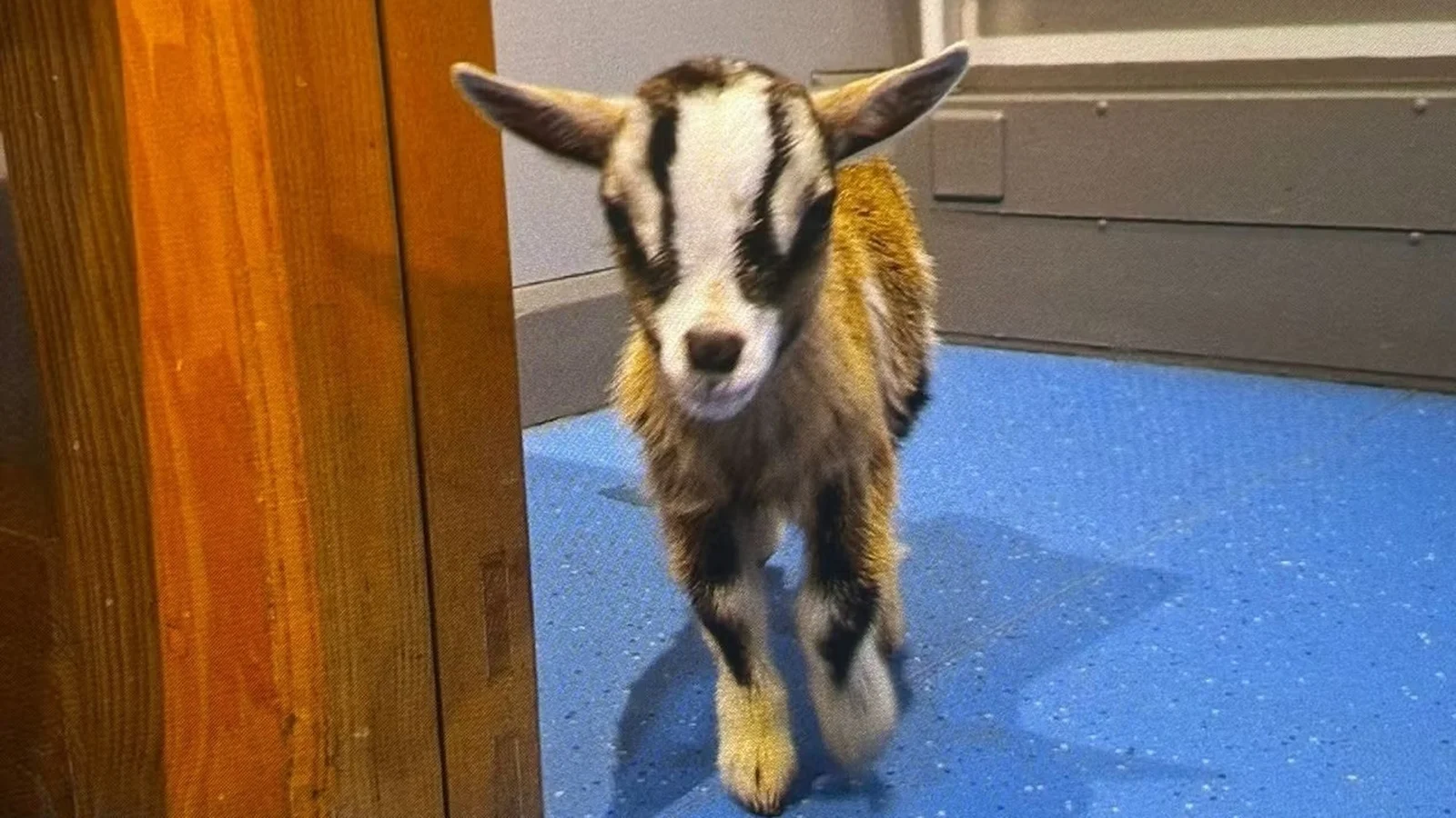Couple Charged with Pygmy Goat Theft