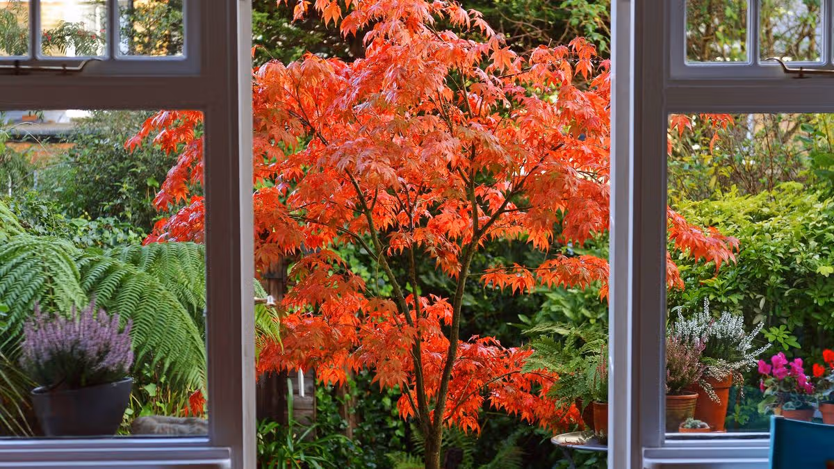 Japanese Maples Need Careful Summer Maintenance