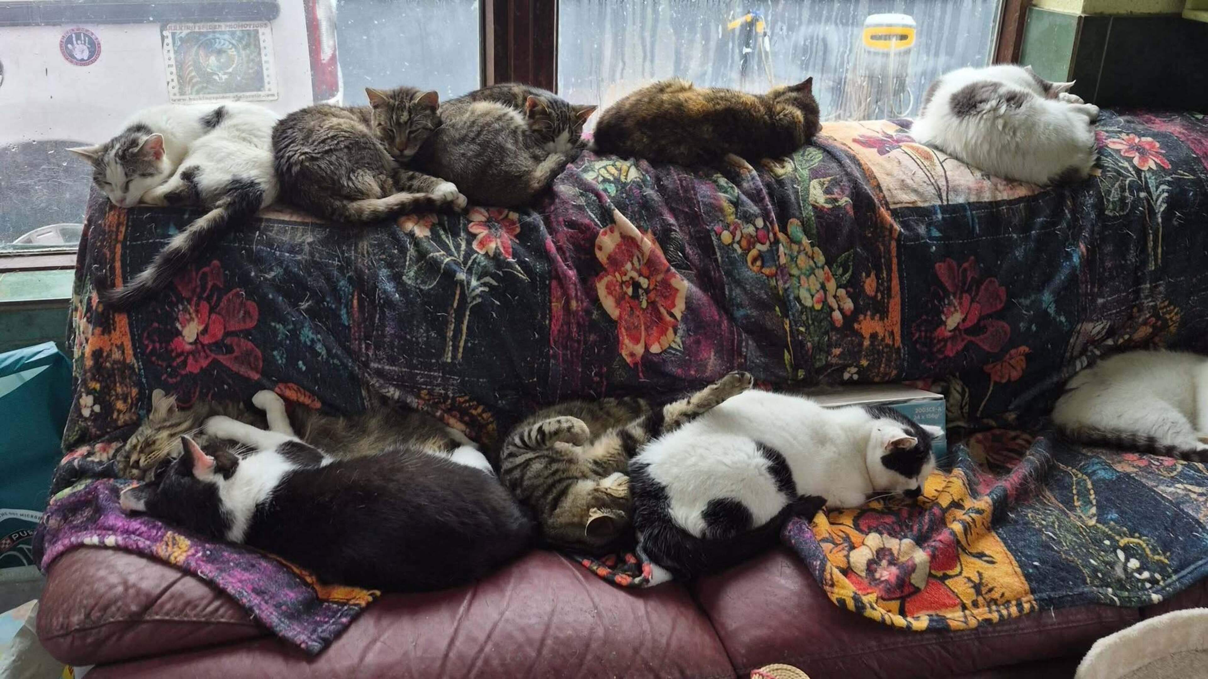 Clare Cat Sanctuary Closes Due to Virus Outbreak