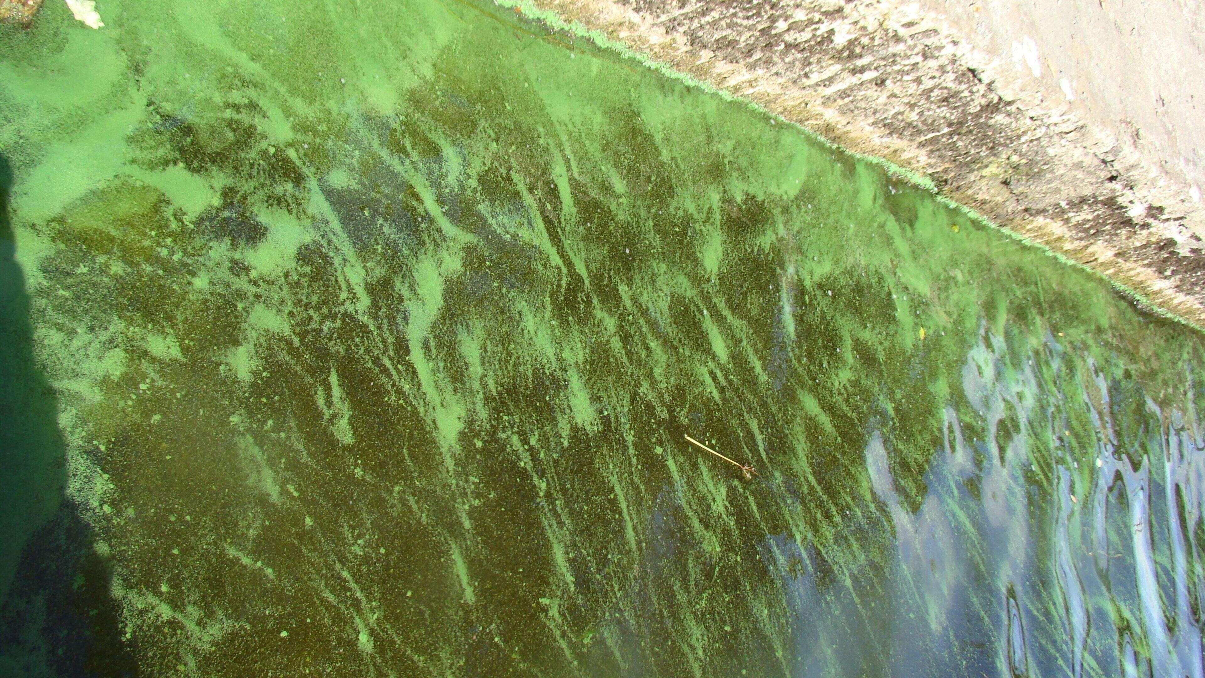 Warning Issued Against Bathing in Killarney Lakes