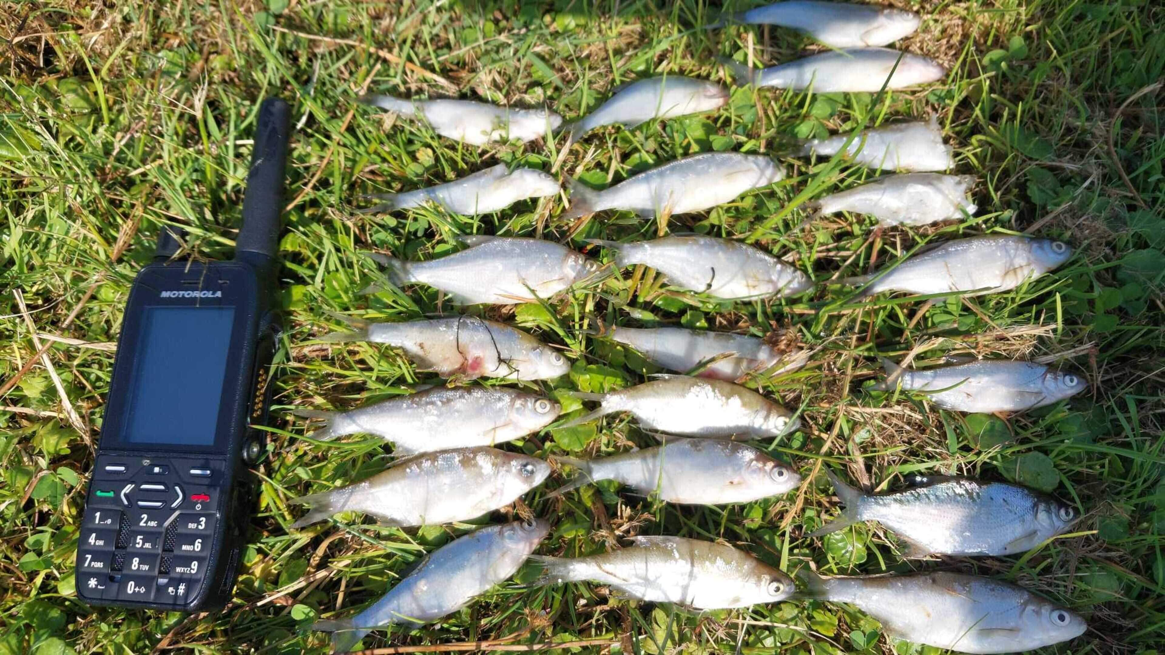 Inland Fisheries Ireland Investigates Fish Kills