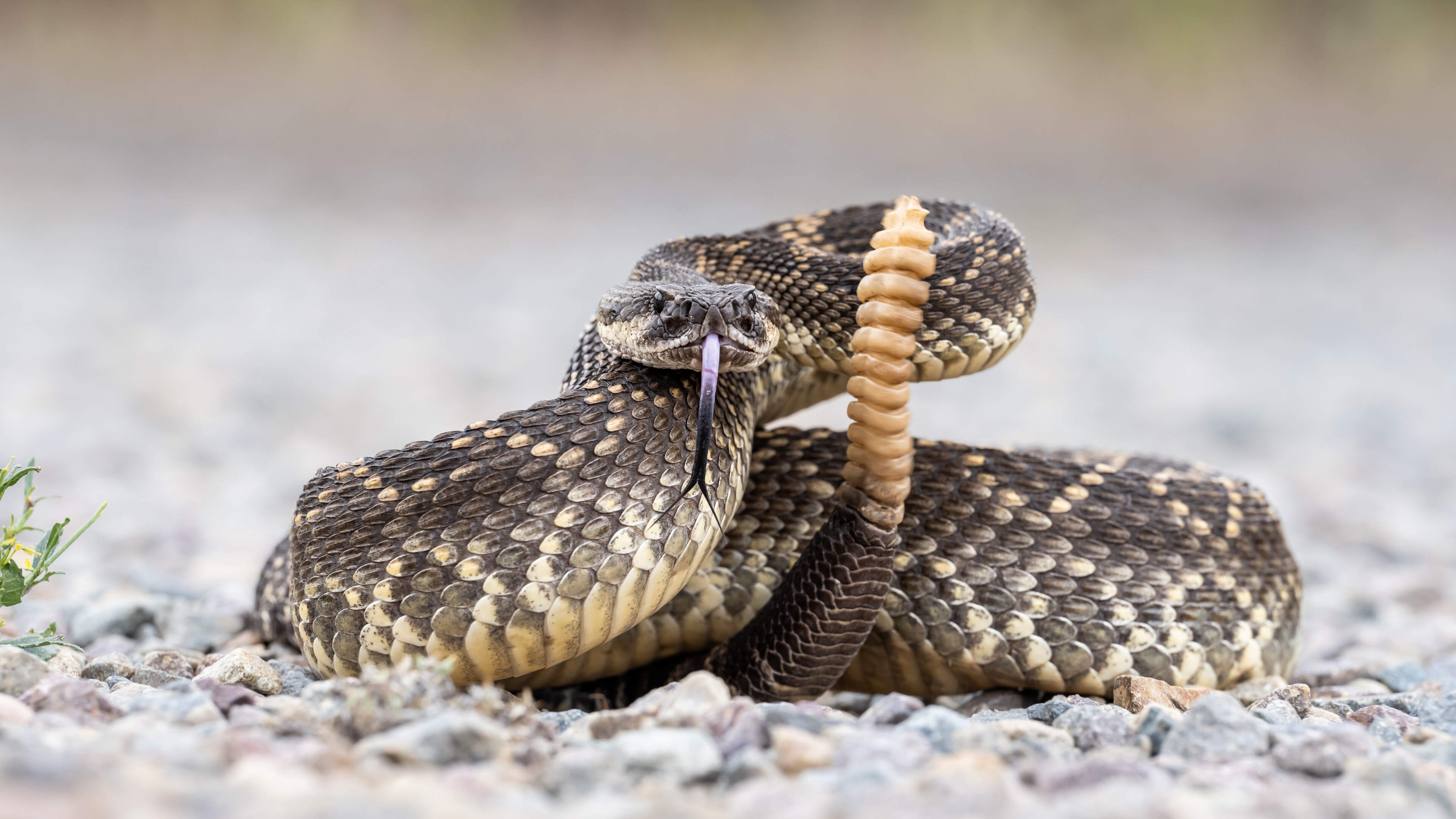 California Man Bitten by Rattlesnake Receives Antivenom