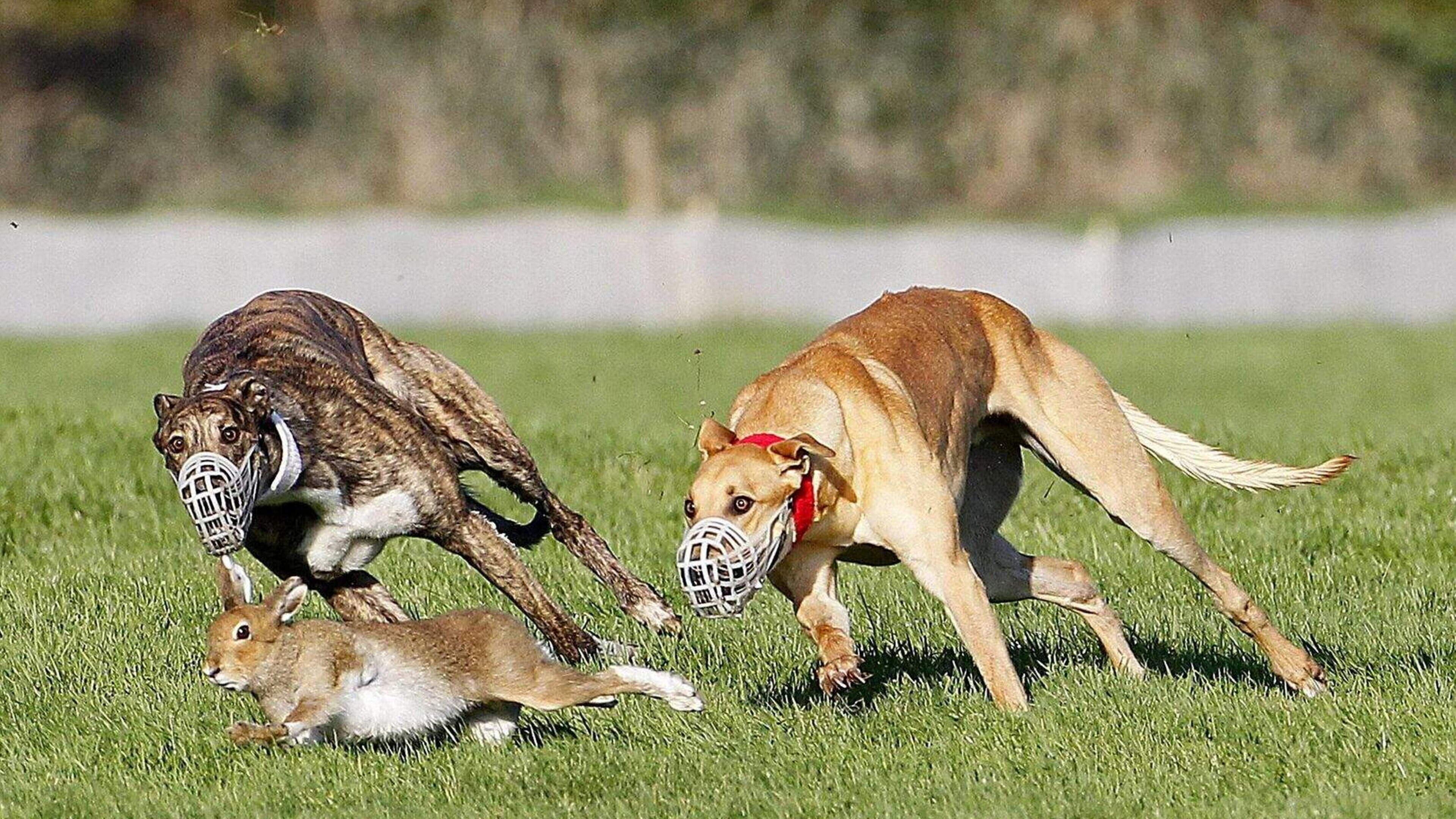 Dáil Votes Against Hare Coursing Ban