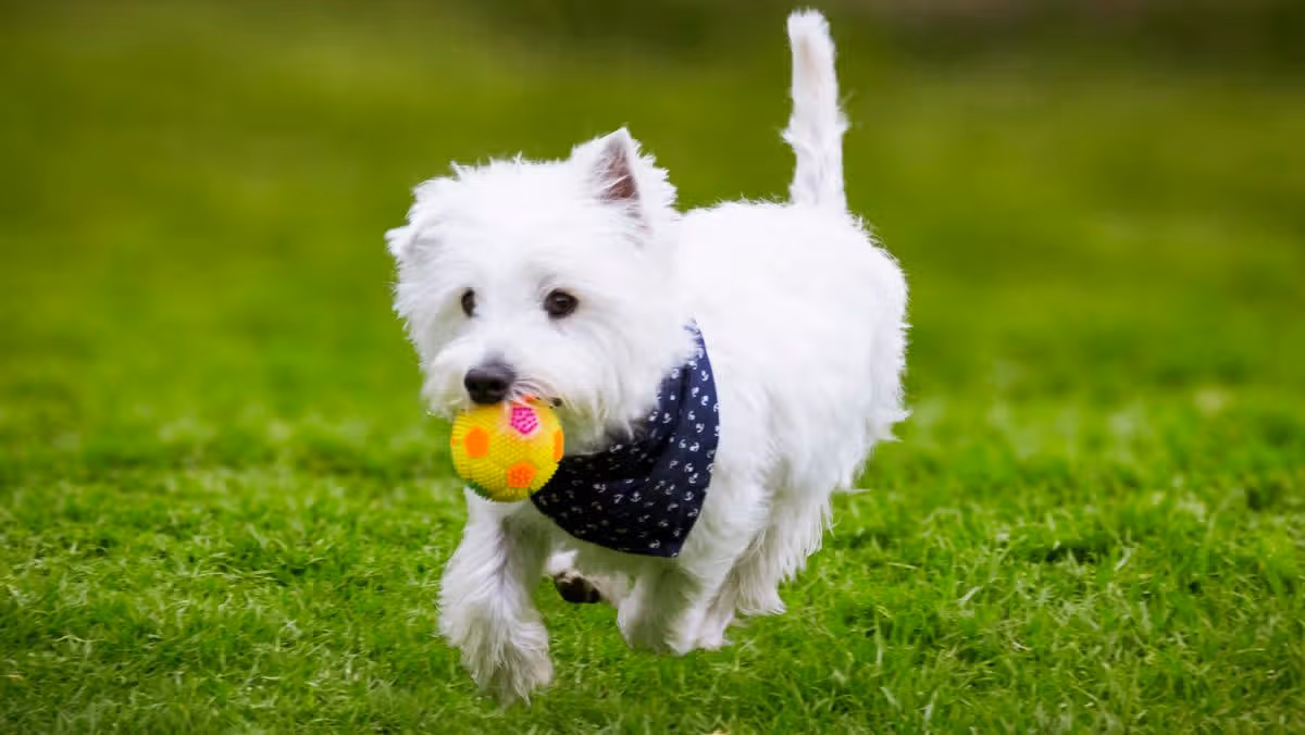Homeowner Confronts Neighbour Over Dog Issues