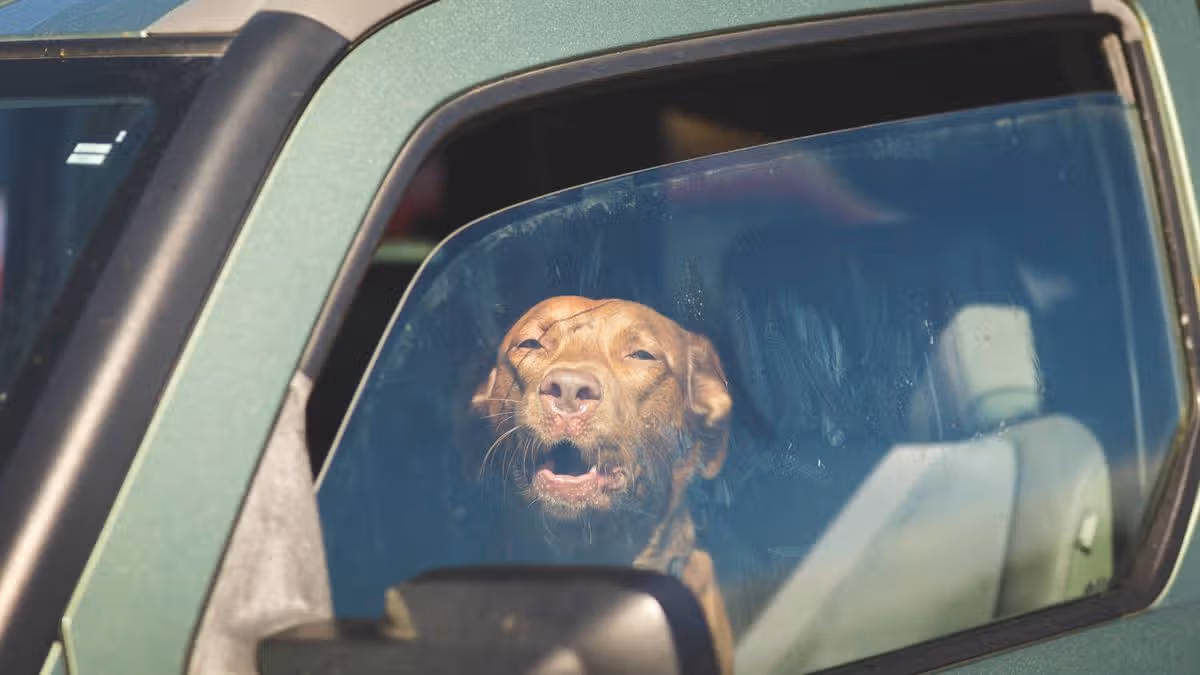 Man Demonstrates Hot Car Danger for Dogs