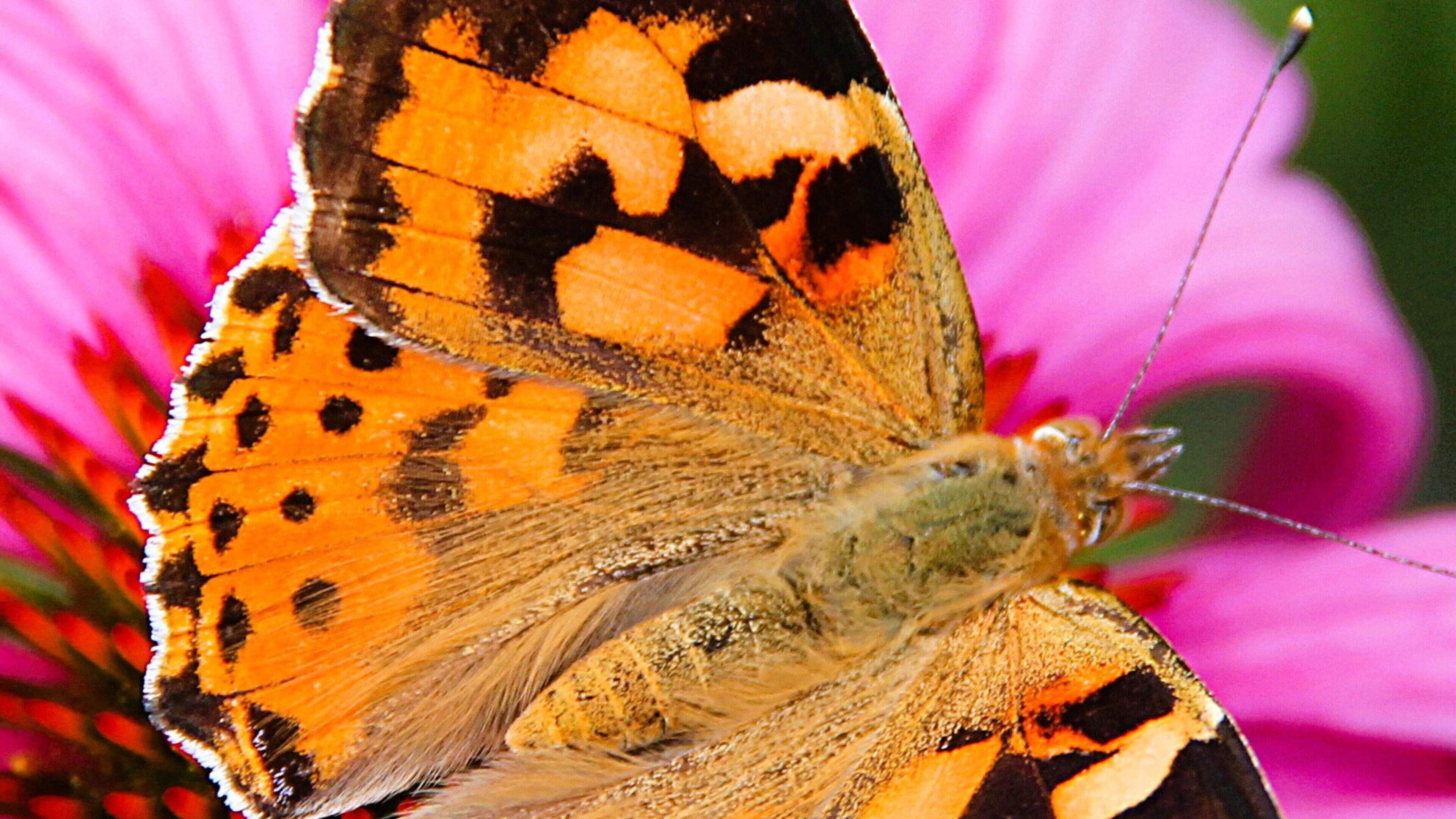 Significant Butterfly Migration Occurs in Ireland