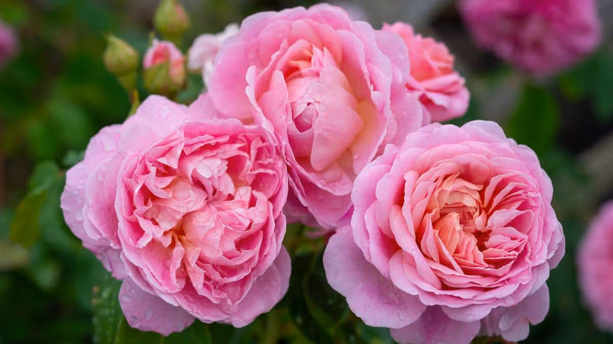 Tips to Prevent Black Spot in Roses