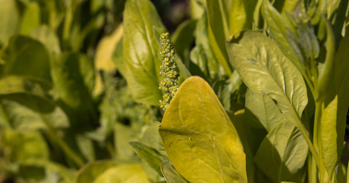 How to Prevent Vegetable Bolting in Summer