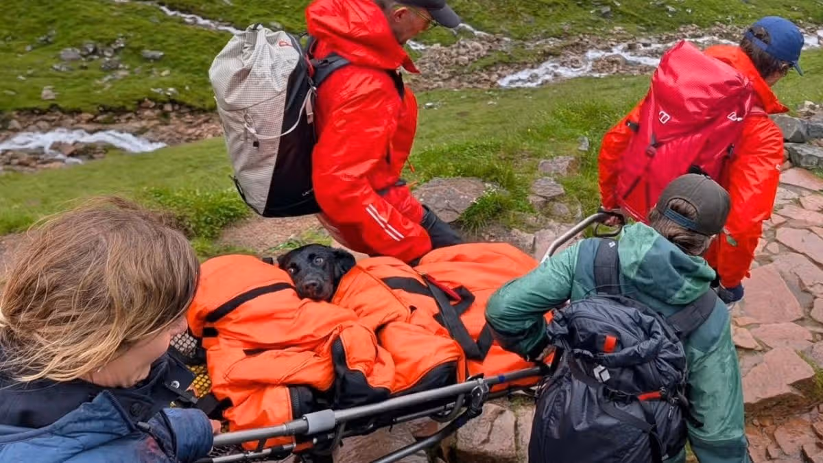 Dog Rescued from Ben Nevis After Poisoning