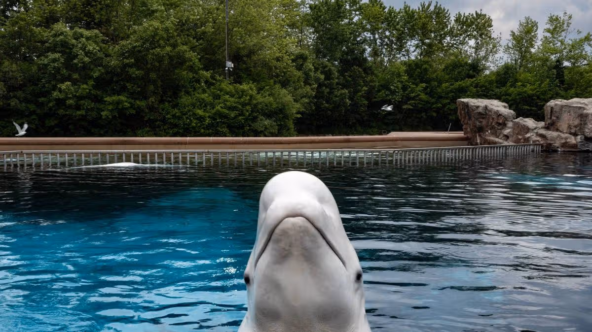 Thirty Beluga Whales to Be Relocated