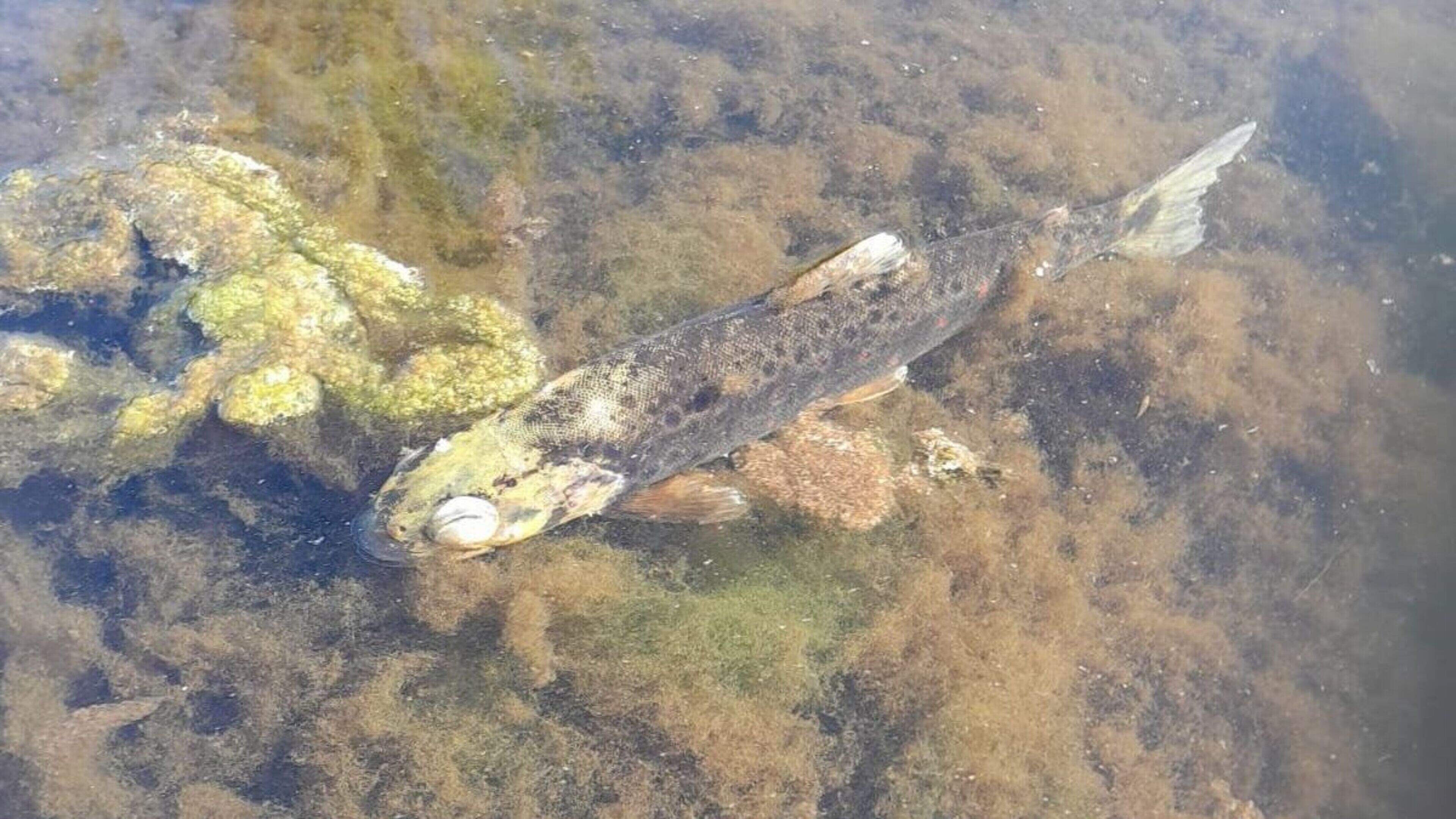 Scottish Lochs See Unusually Large Brown Trout