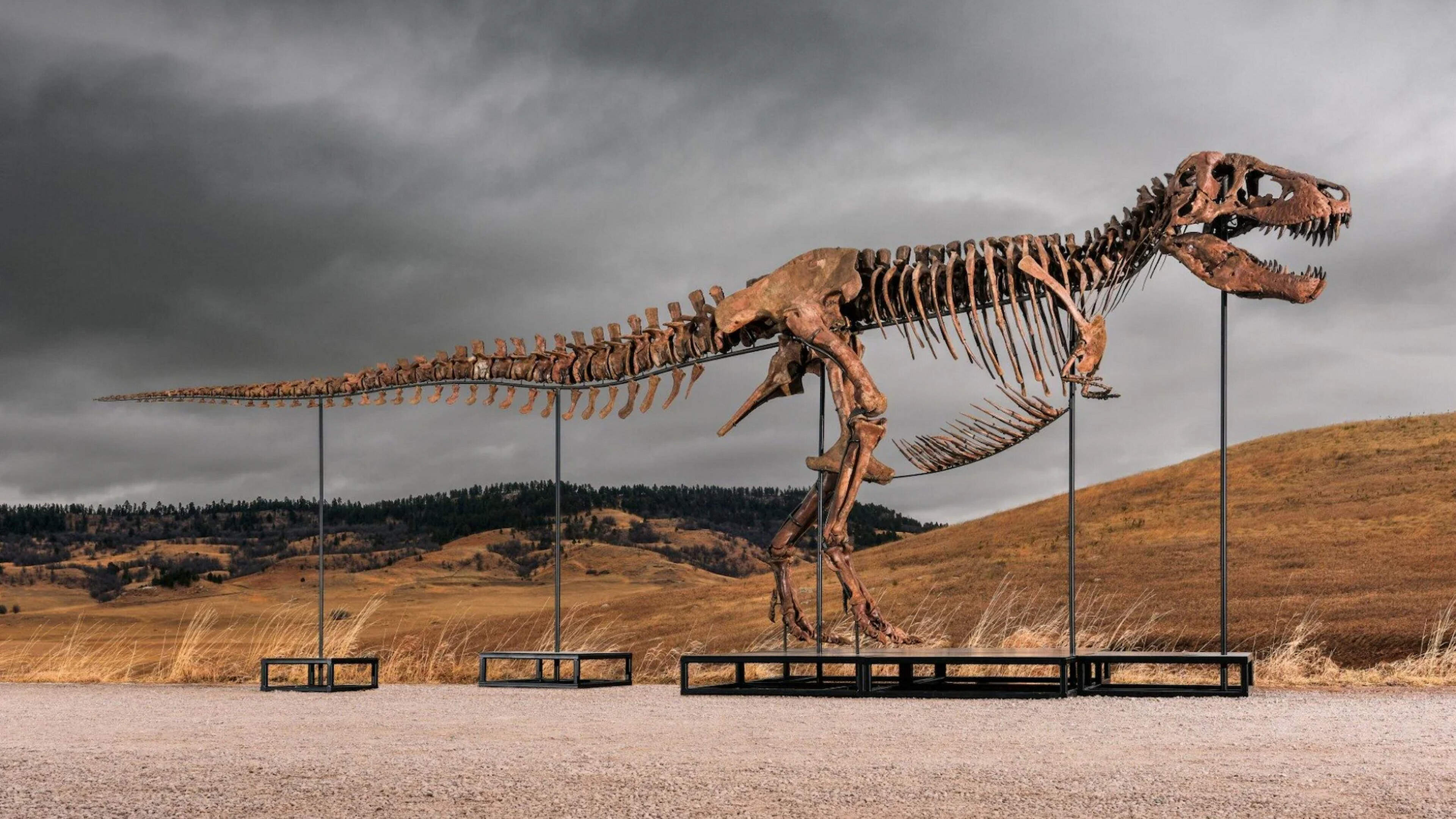 Tyrannosaurus Rex Fossil Gus Expected to Fetch $30 Million