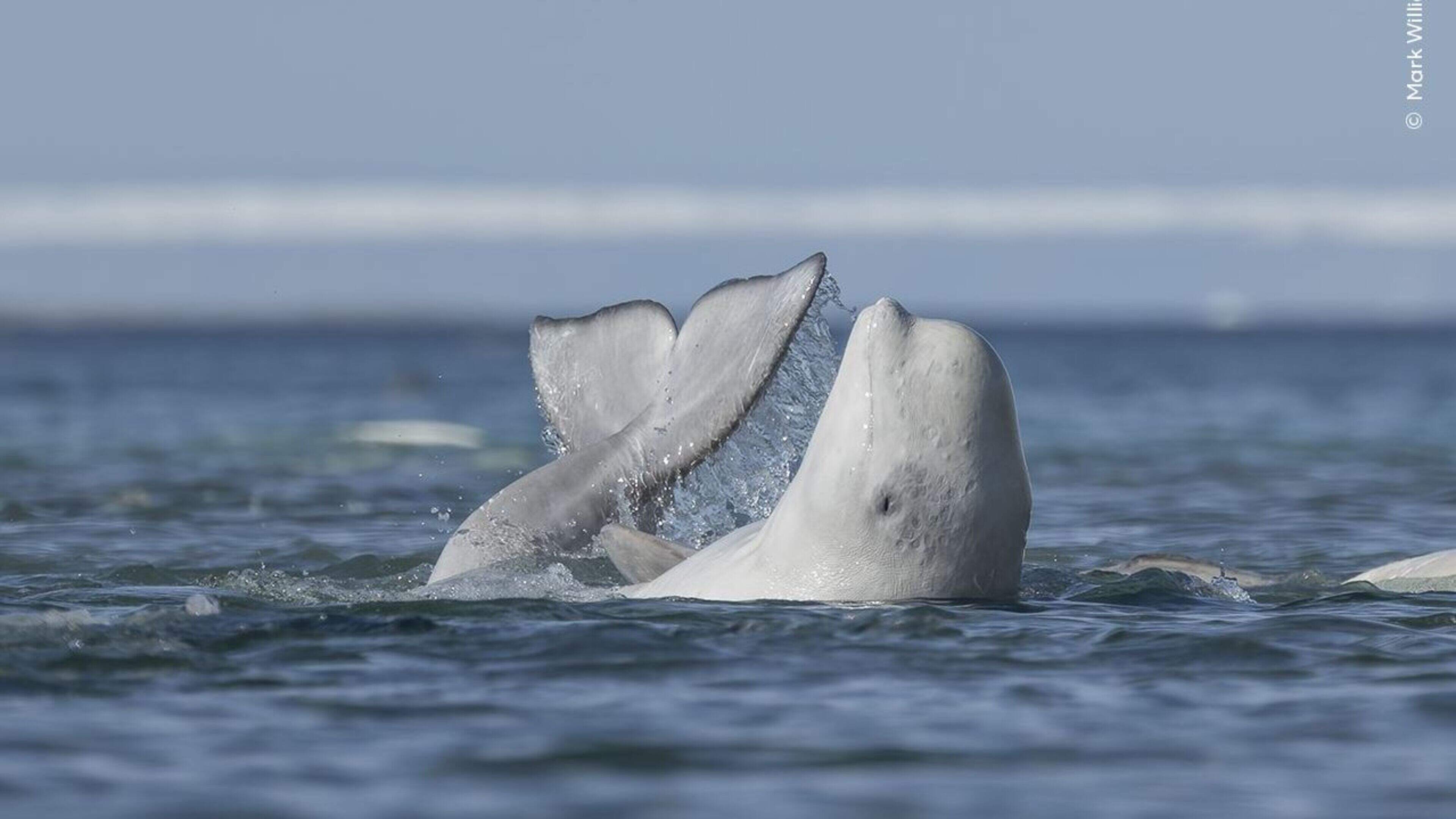 SeaWorld Rescues 30 Beluga Whales from Marineland