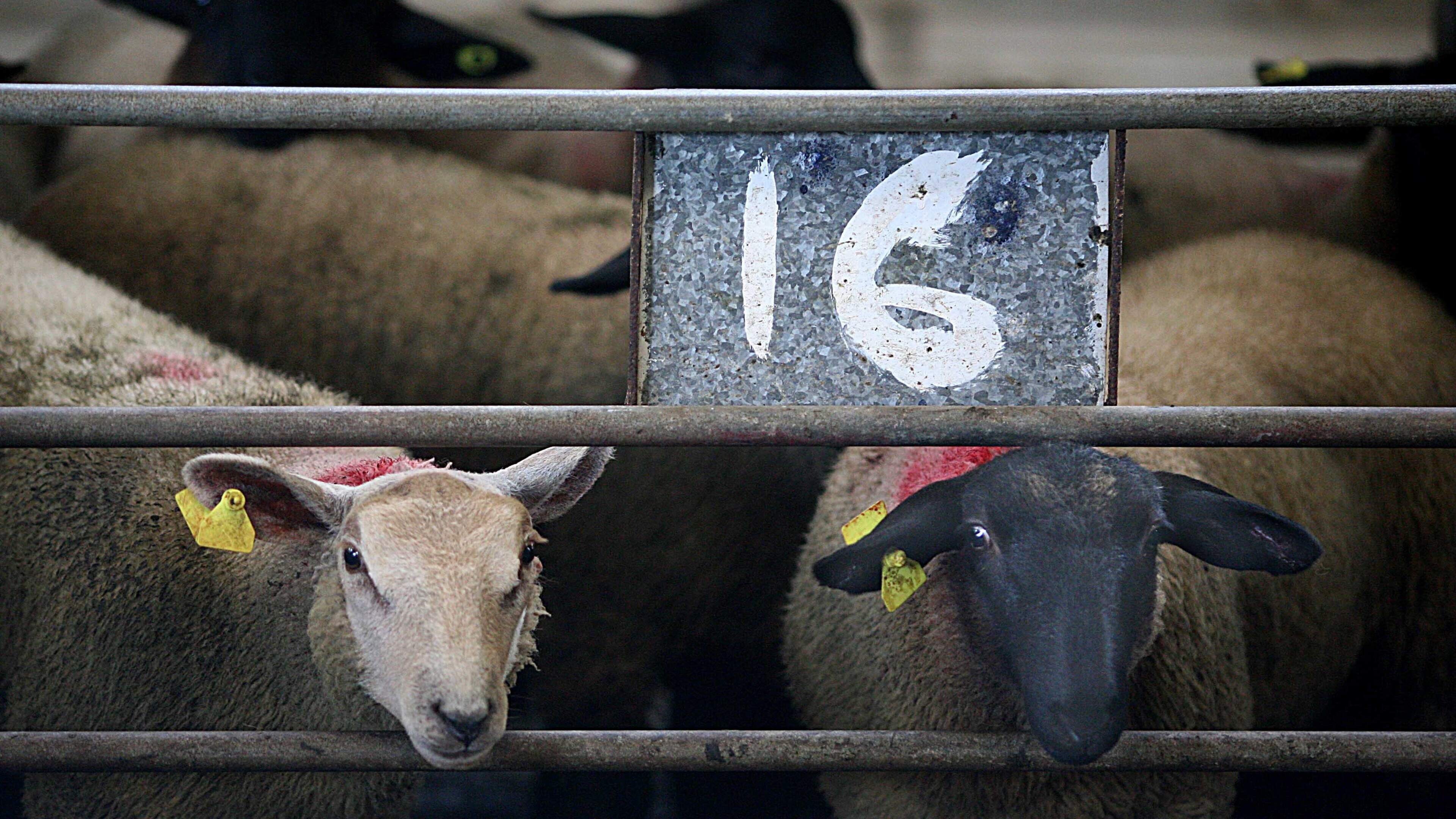 Lamb Prices Remain High Amid Strong Demand