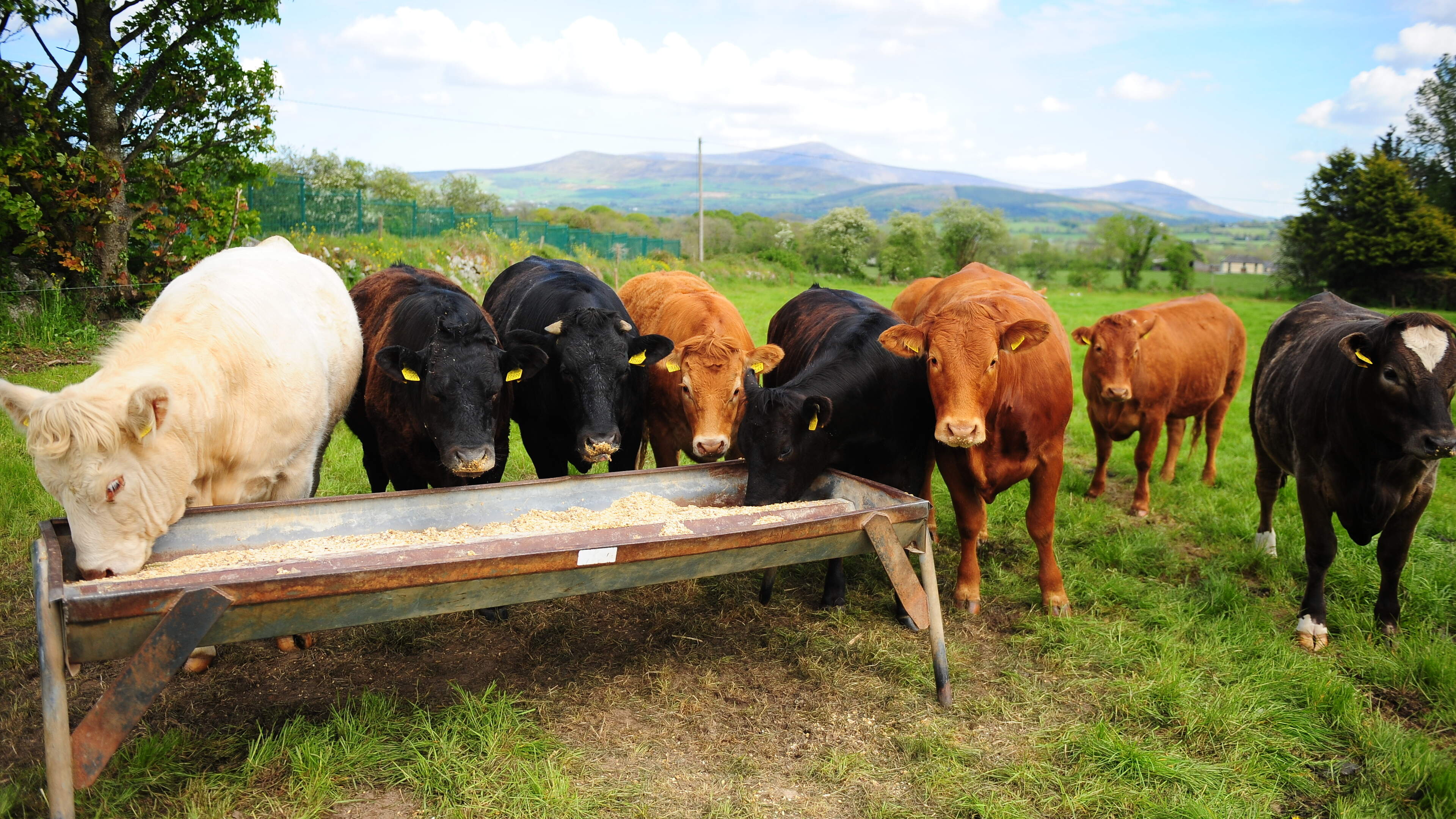 Beef Prices Rise Amid Low Supply in Ireland