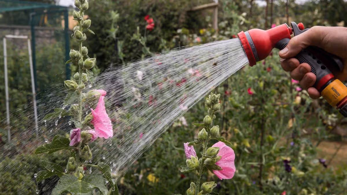 Heatwave Ireland: Hosepipe Ban and Warnings