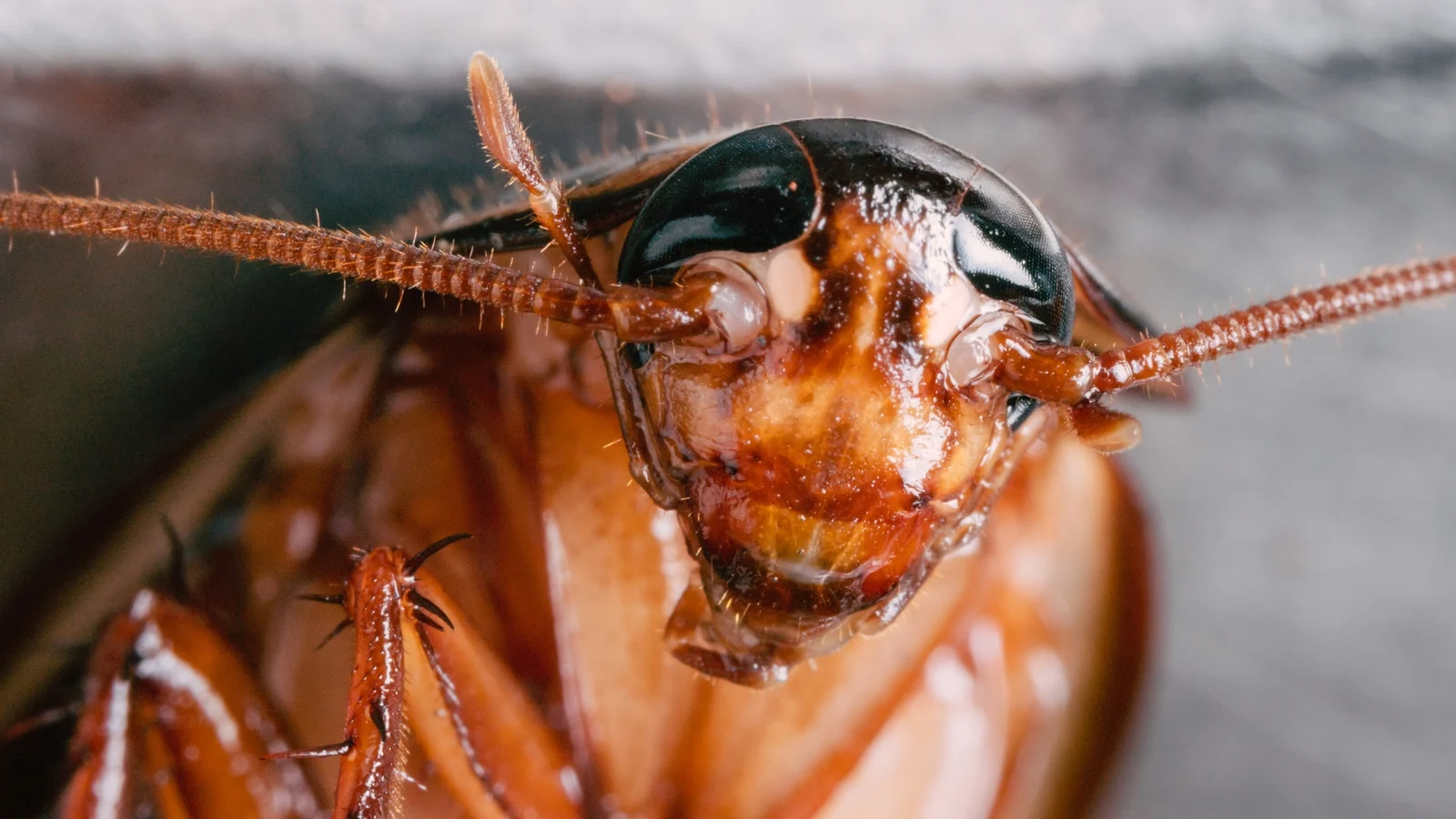 Dublin Grocery Closed Due to Cockroach Infestation