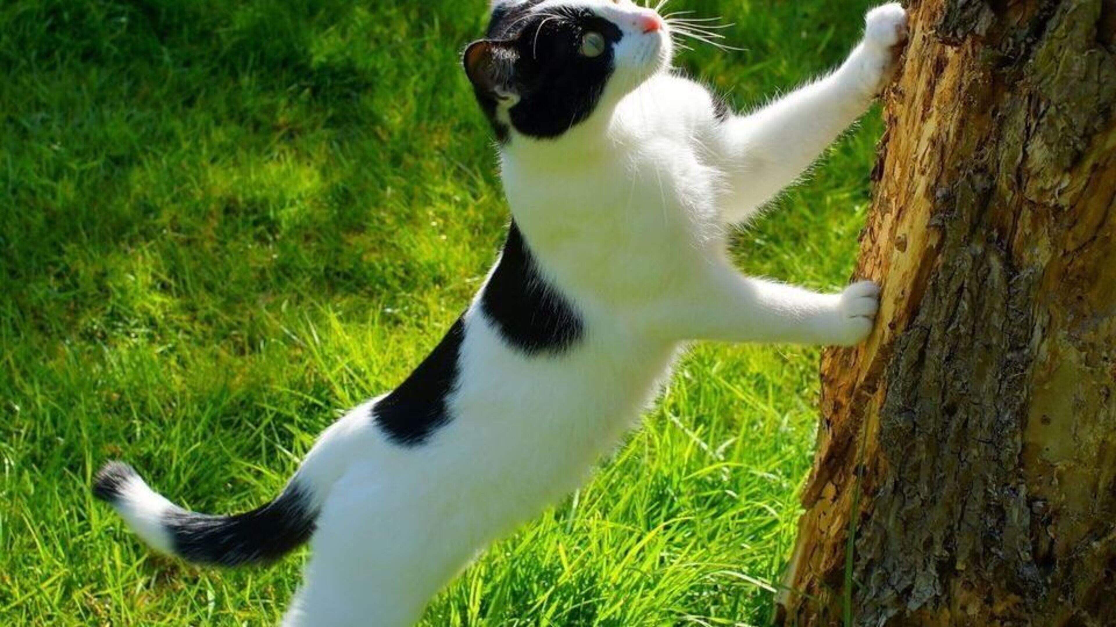 Dispute Between Neighbors Involves Cat Shooting Allegations