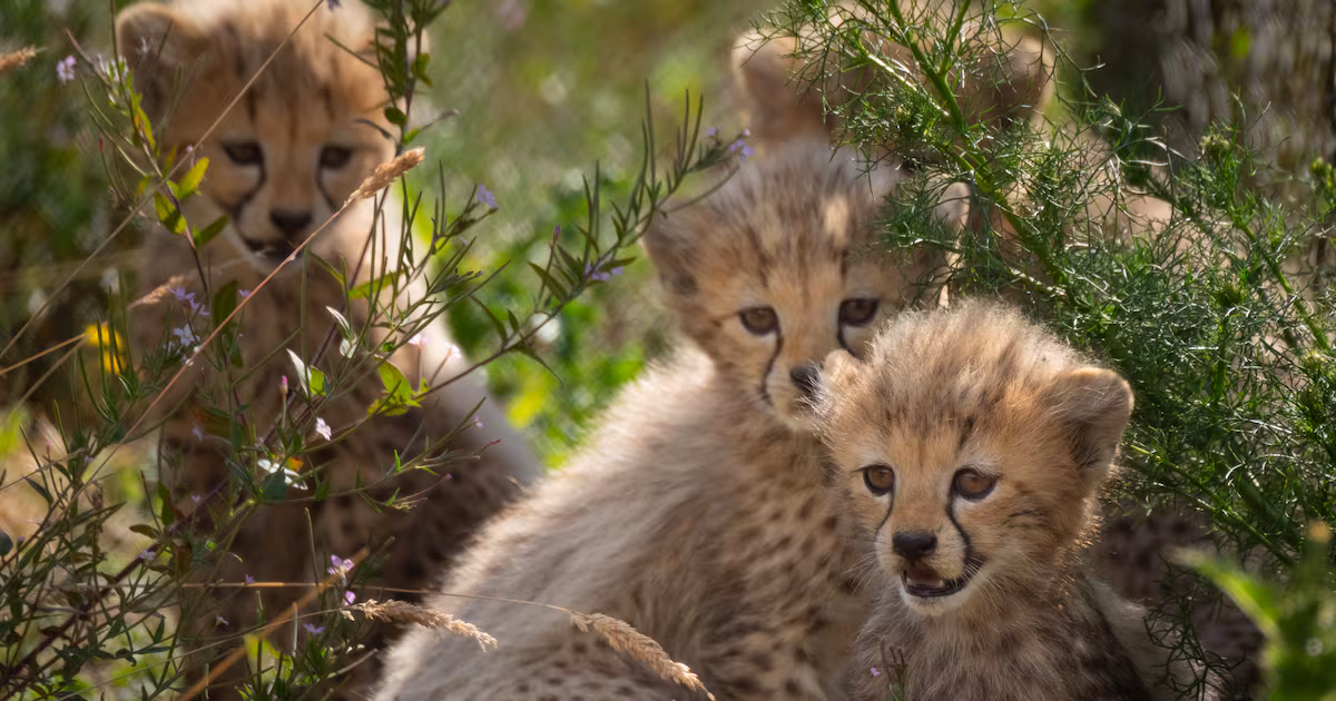 Cheetah cubs debut at Whipsnade Zoo