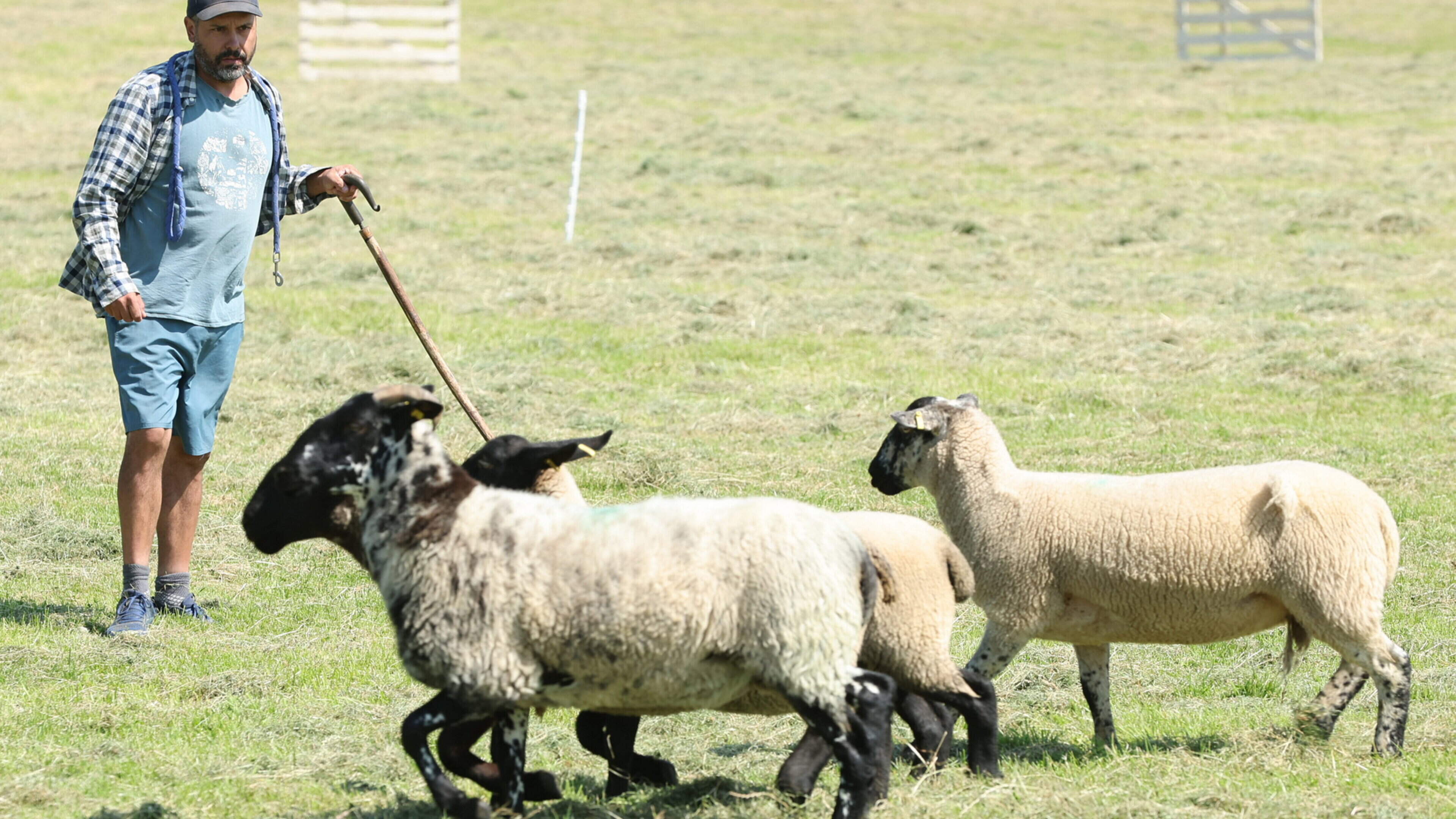 Ballymacan Sheepdog Trials Held in Co. Meath
